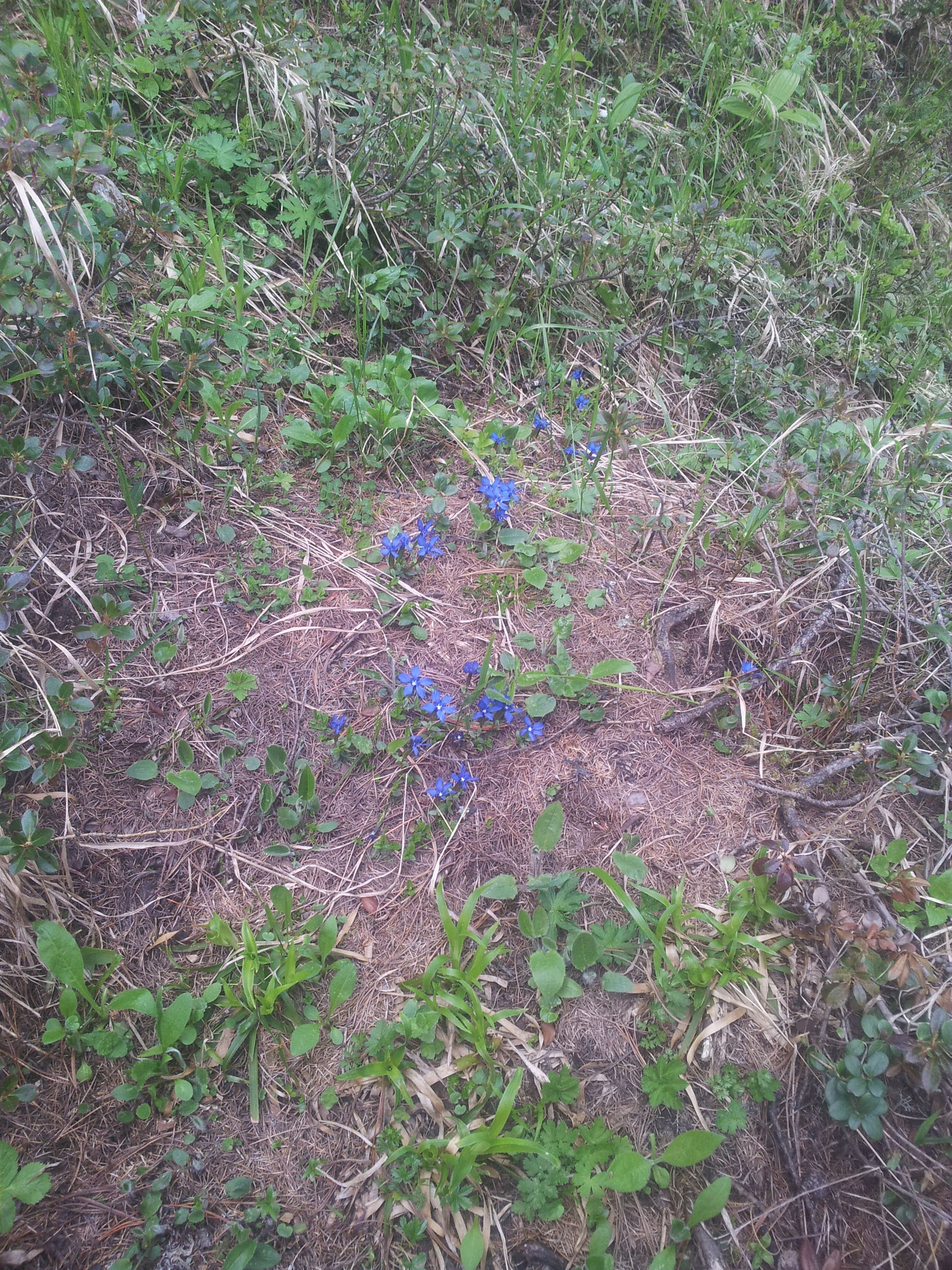 .... Gentian somewhere in the Zederhaus valley....