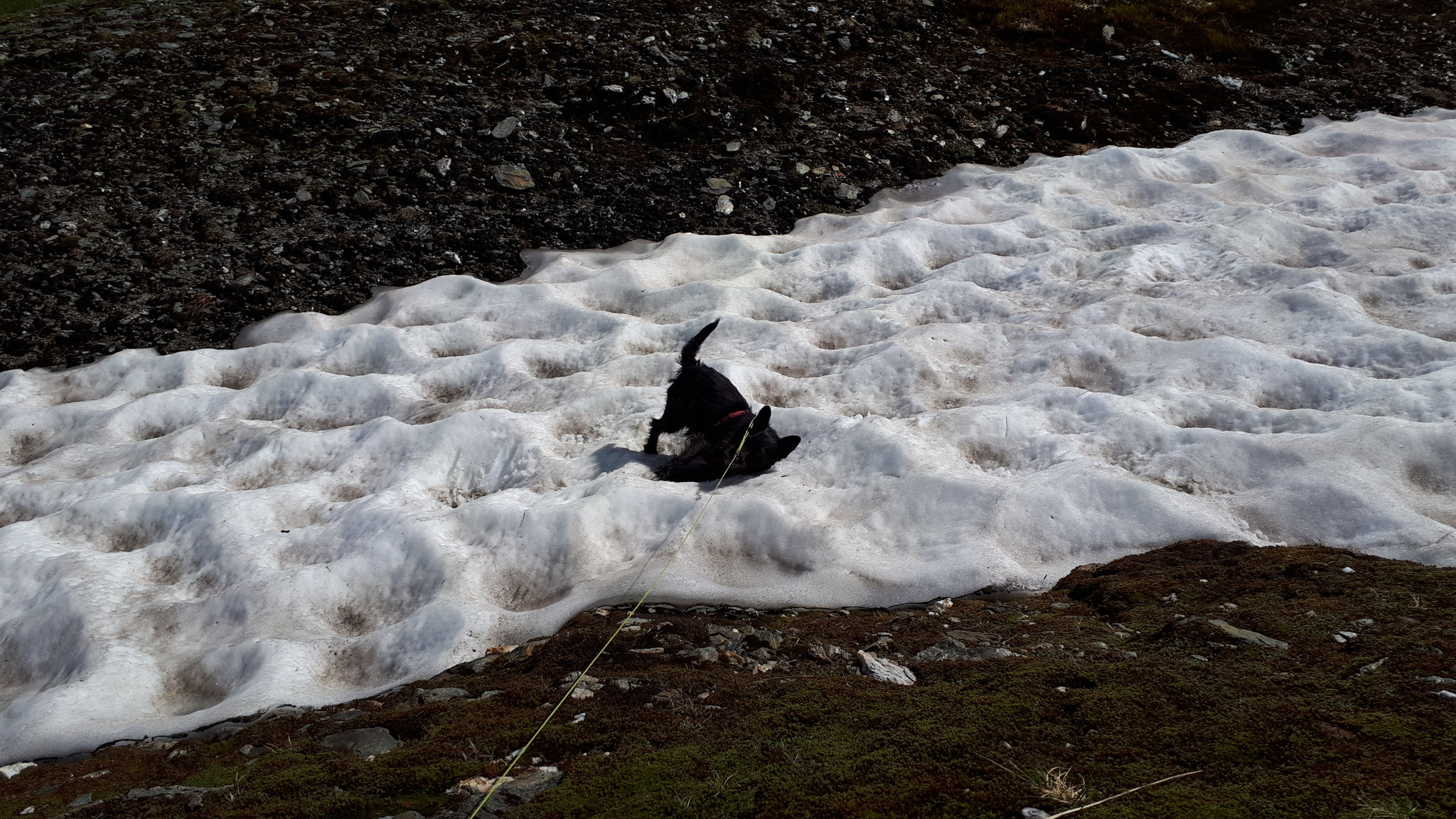 ...every snow field is welcome...