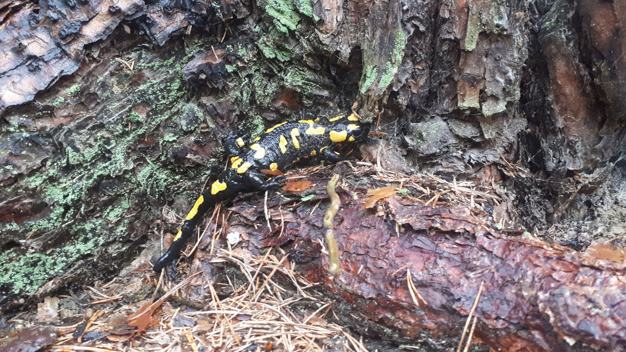 ...fire salamander, nothing more found at a trip to lower Austria...