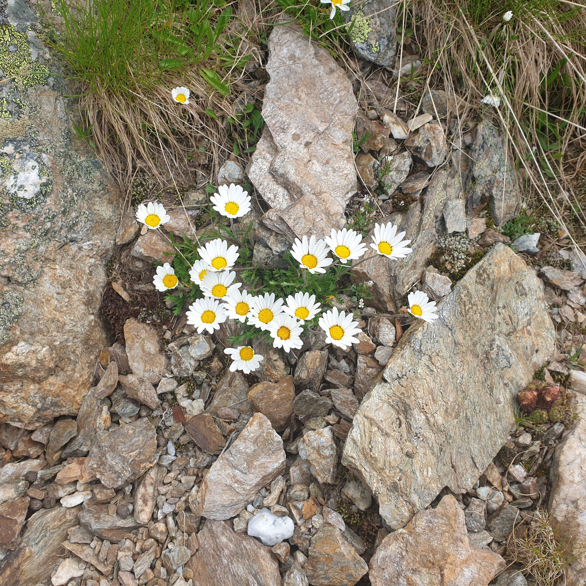 ...you always find something beautiful...