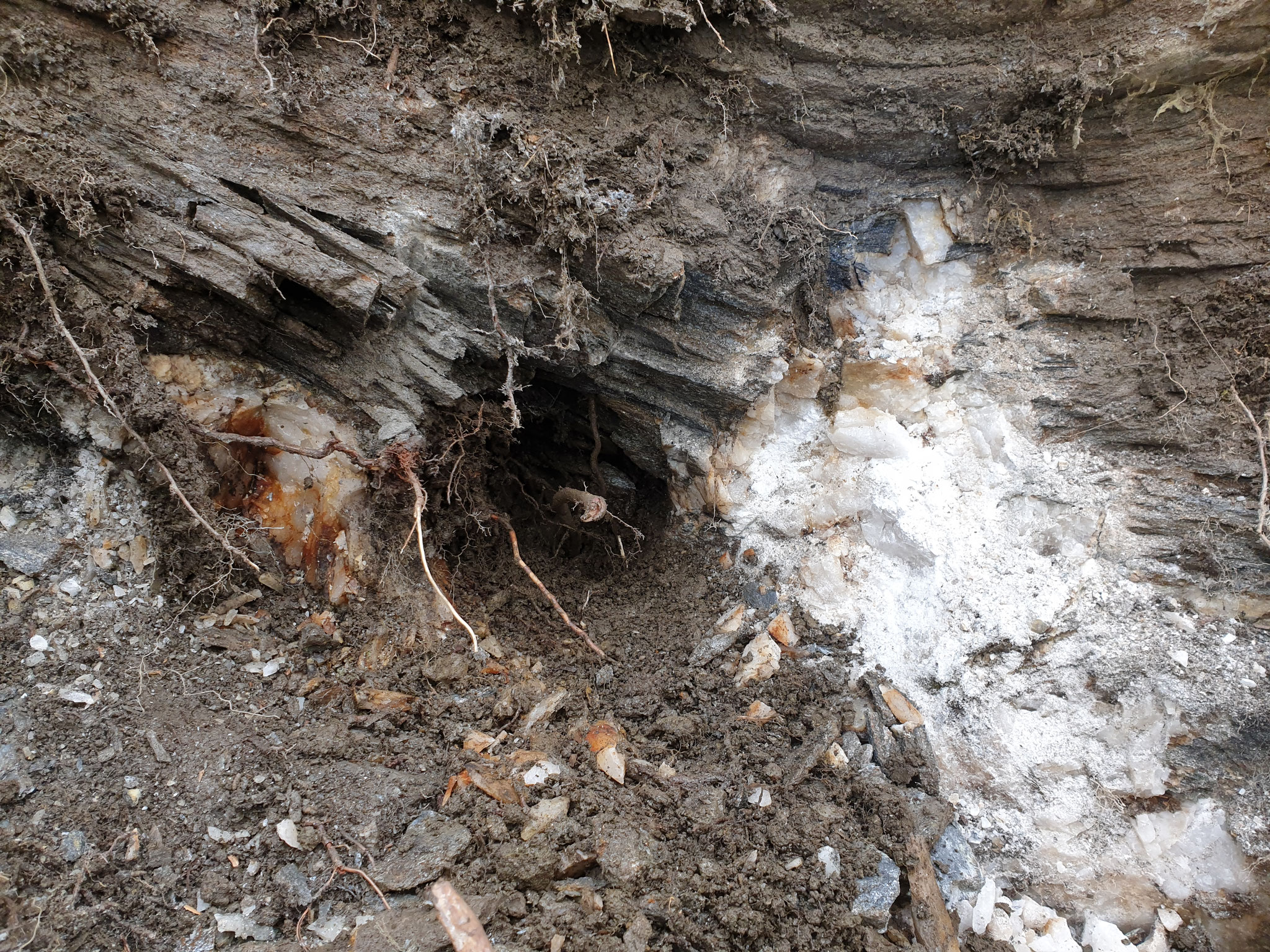 ...later in spring, another area, small cleft...