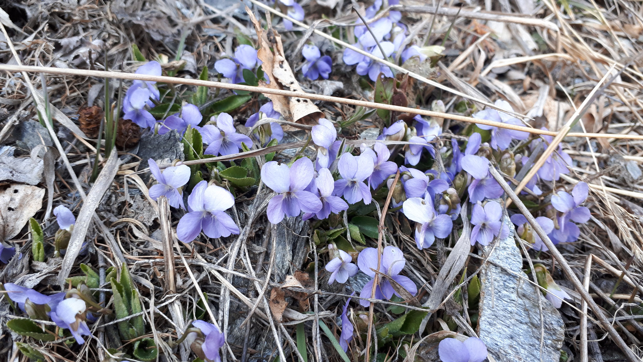 ...first heralds of spring...