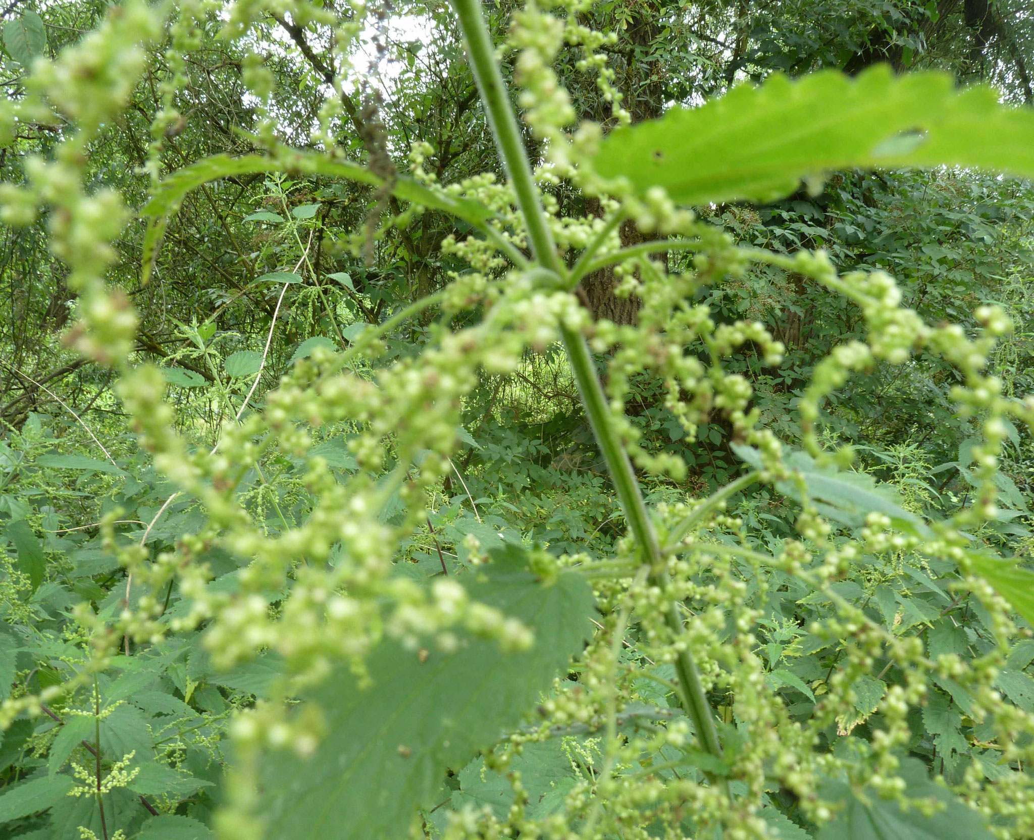 Brennnessel-Mann, Blütenpollen