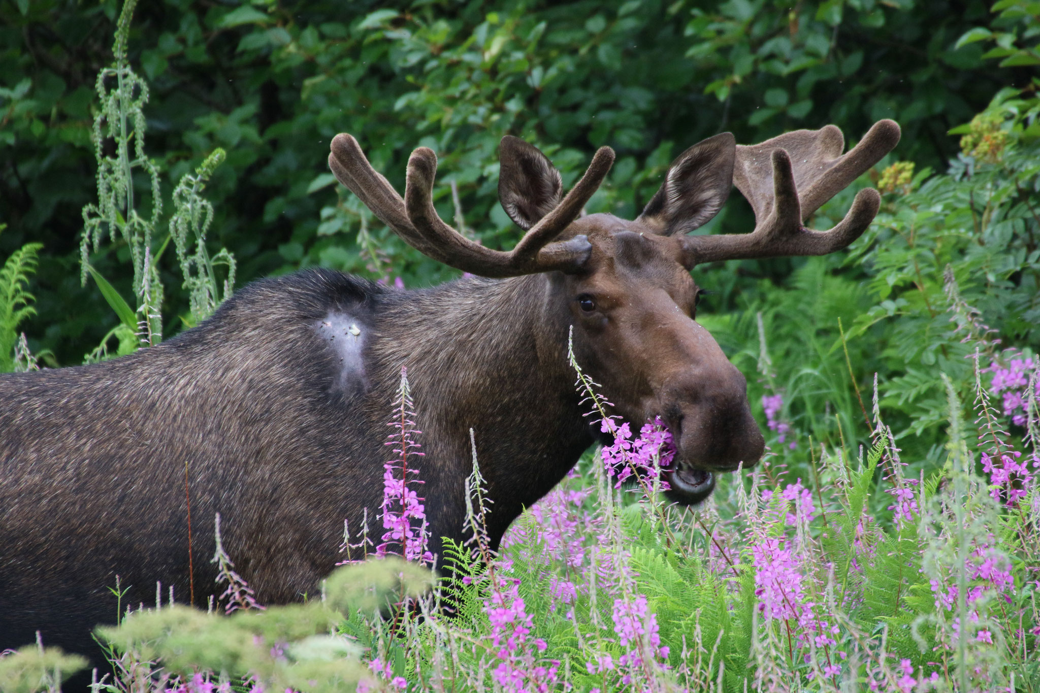 Denali Nationalpark