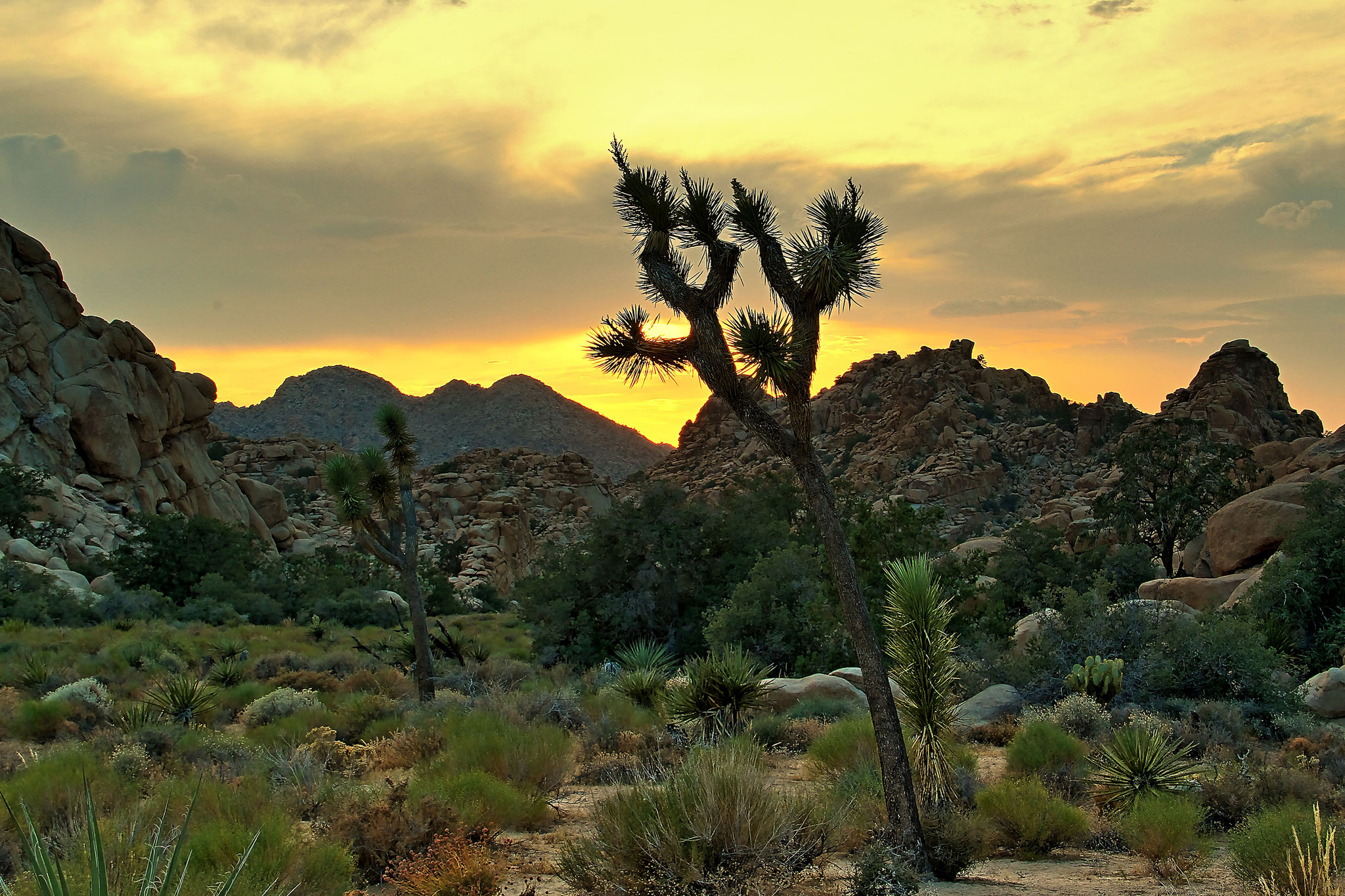 Joshua Tree Nationalpark