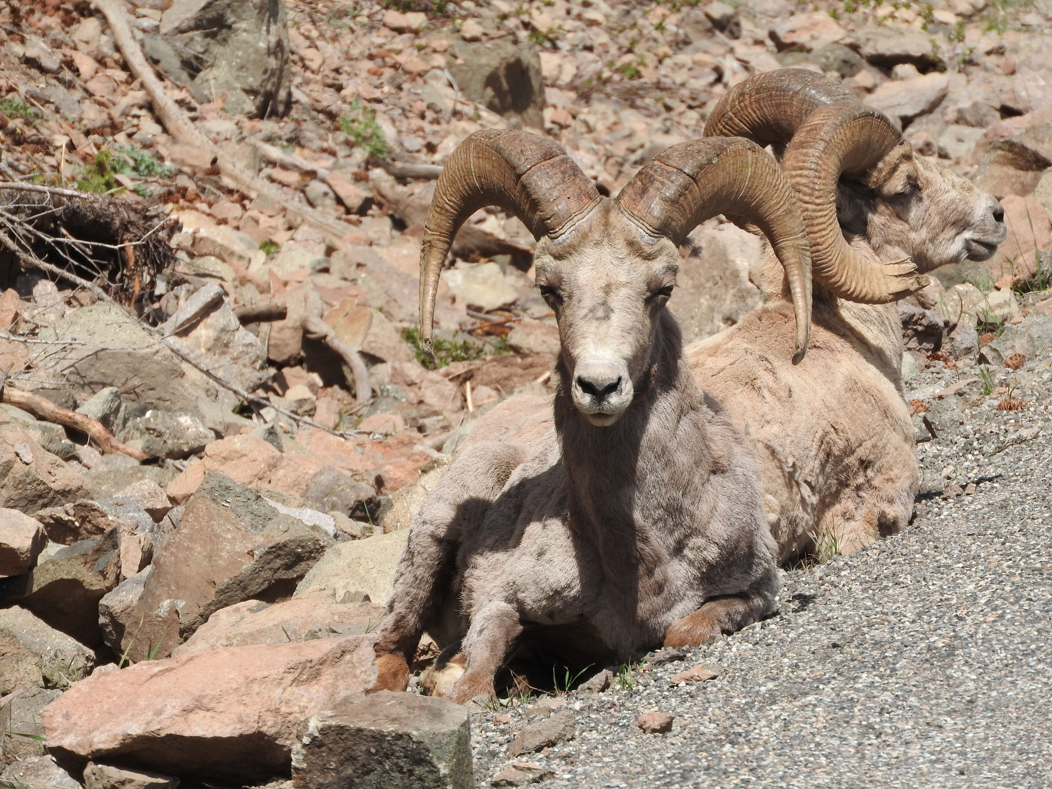 Yellowstone Nationalpark