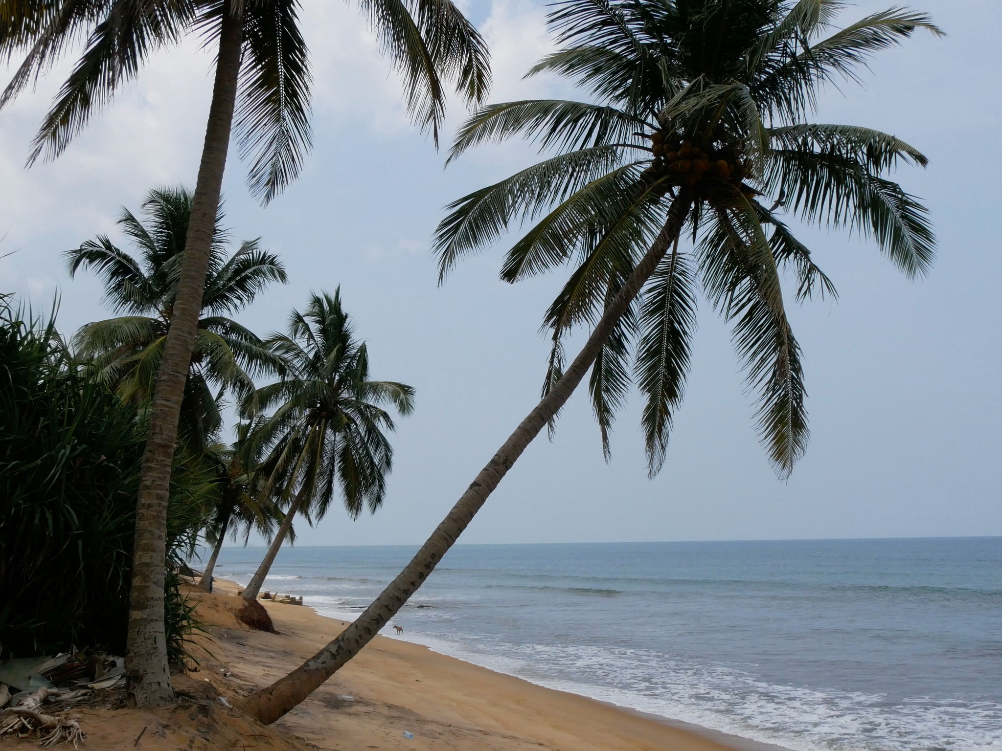 2018 Sri Lanka - 14 - Eckisupdatenicht nur ein Reiseblog…