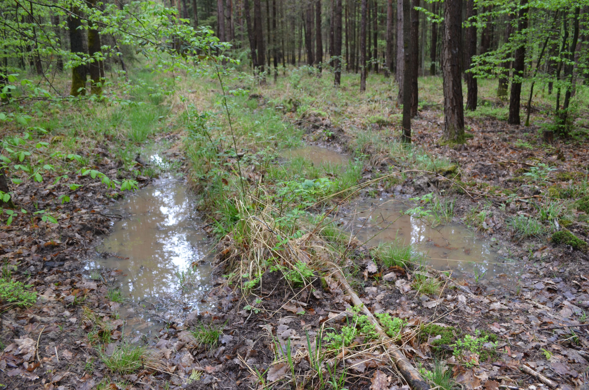 Rückespuren als Lebensraum für die Gelbbauchunke. Foto: Martin Wölker