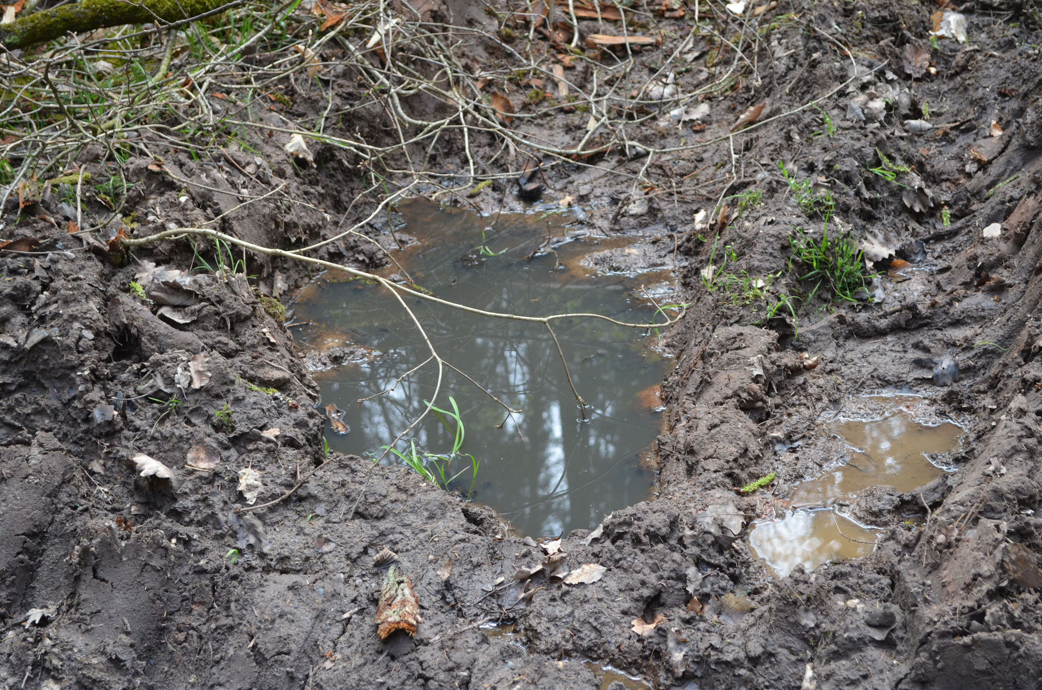 Kleiner Tümpel als Lebensraum für die Gelbbauchunke. Foto: Martin Wölker