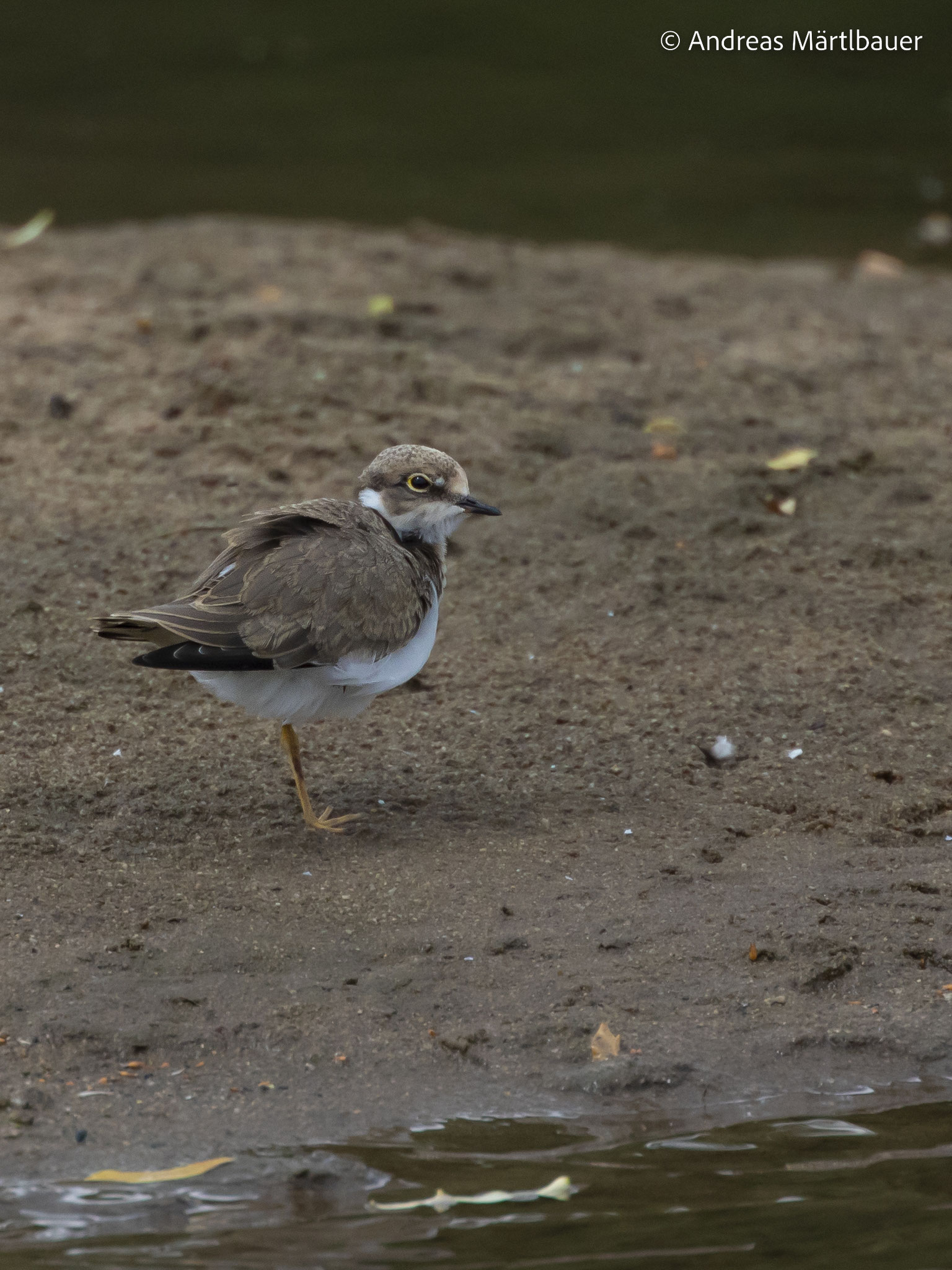 Juveniler Flussregenpfeifer (Foto: Andreas Märtlbauer)