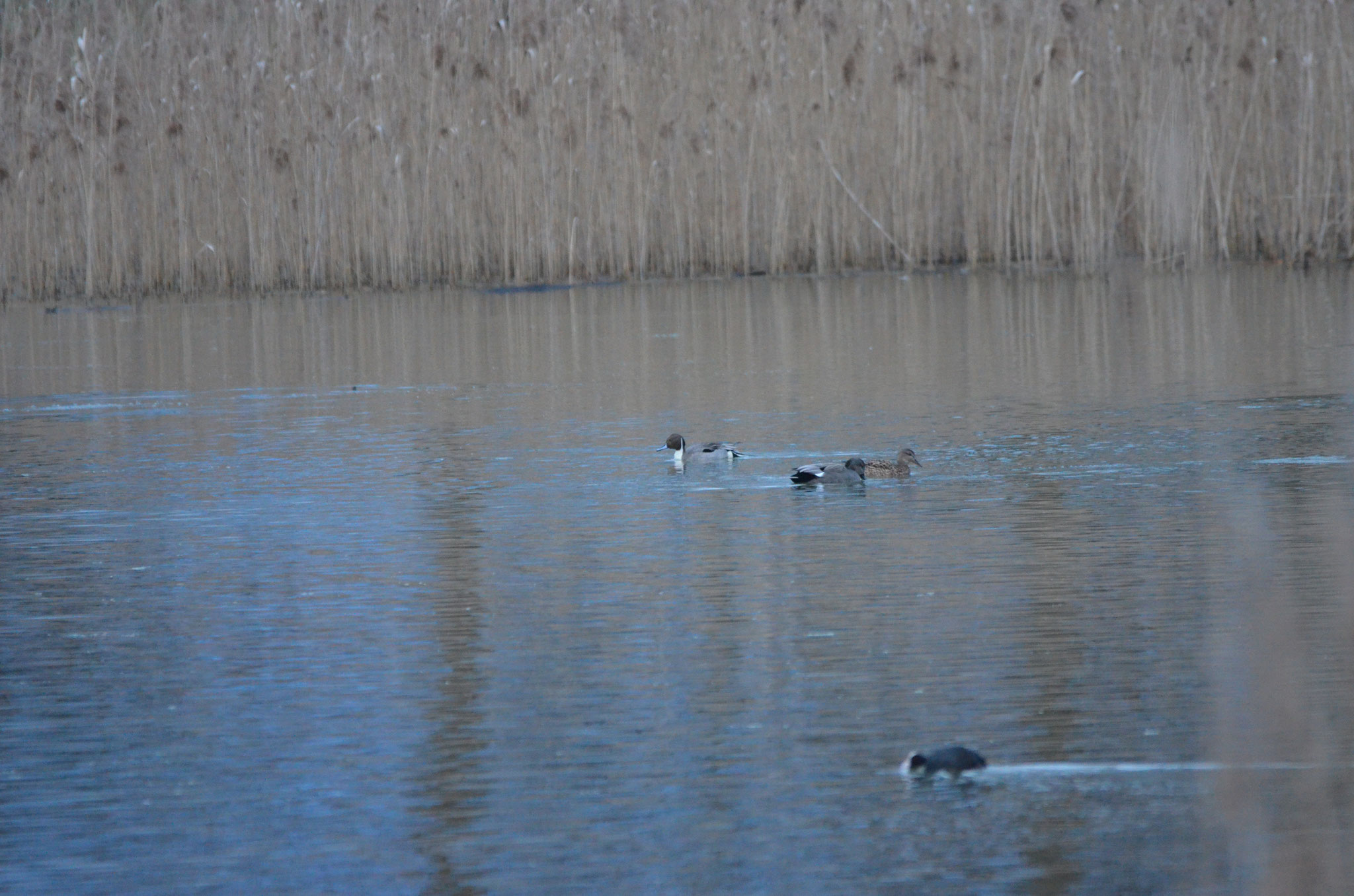 Spieß- und Schnatterente auf dem Äbtissensee (Foto: Martin Wölker)