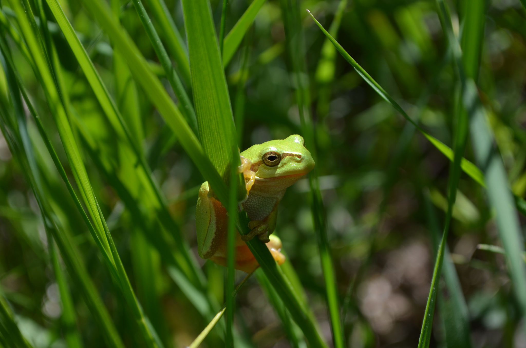 Laubfrosch Foto: Martin Wölker