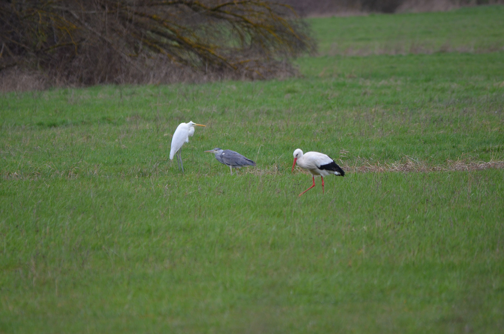 Silberreiher, Graureiher und Weißstorch (von links nach rechts) in froher Plauderrunde (Foto: Martin Wölker)