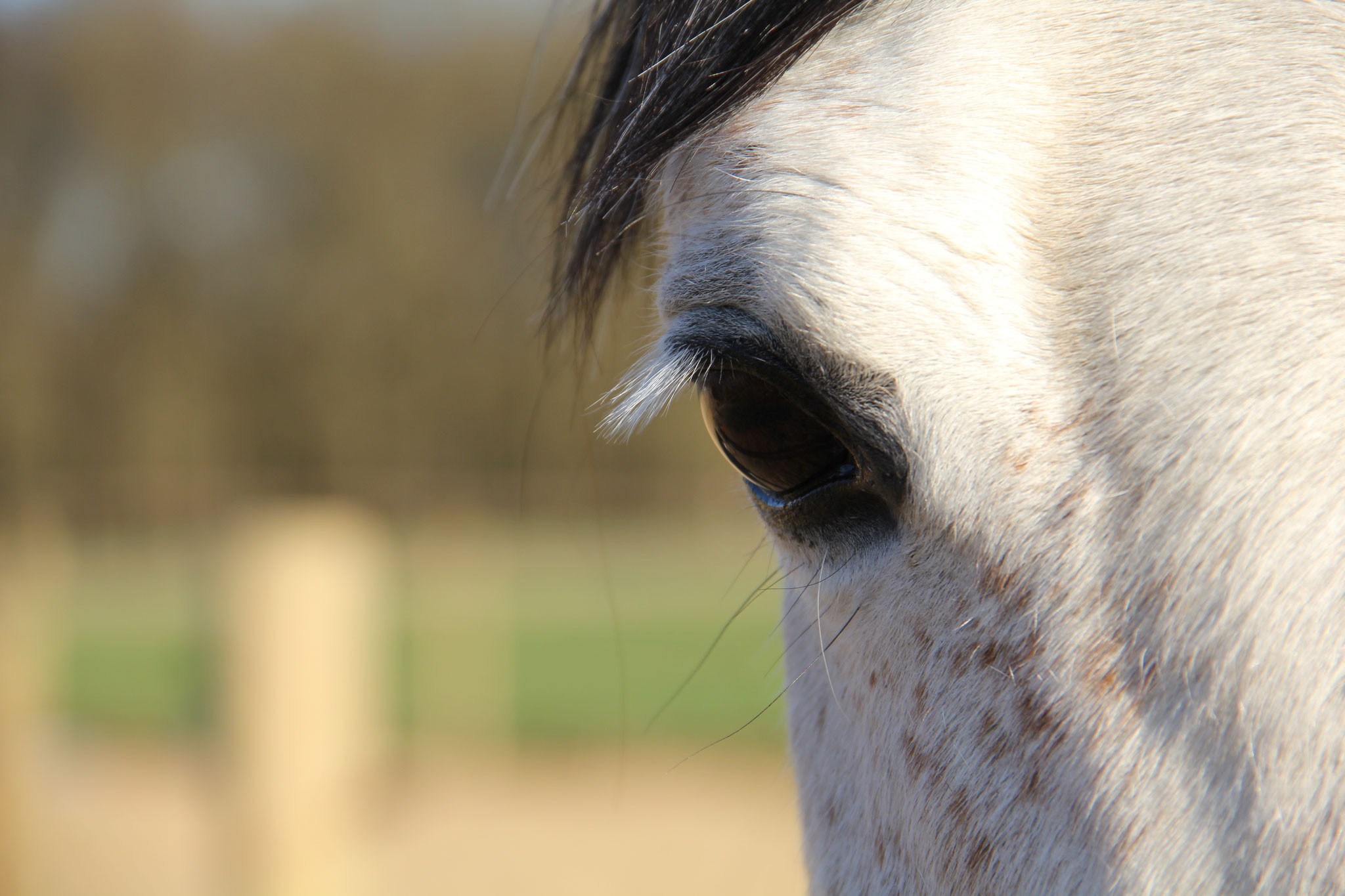 Araber-Andalusiermix, Stute - Yamal - von Sabine S.