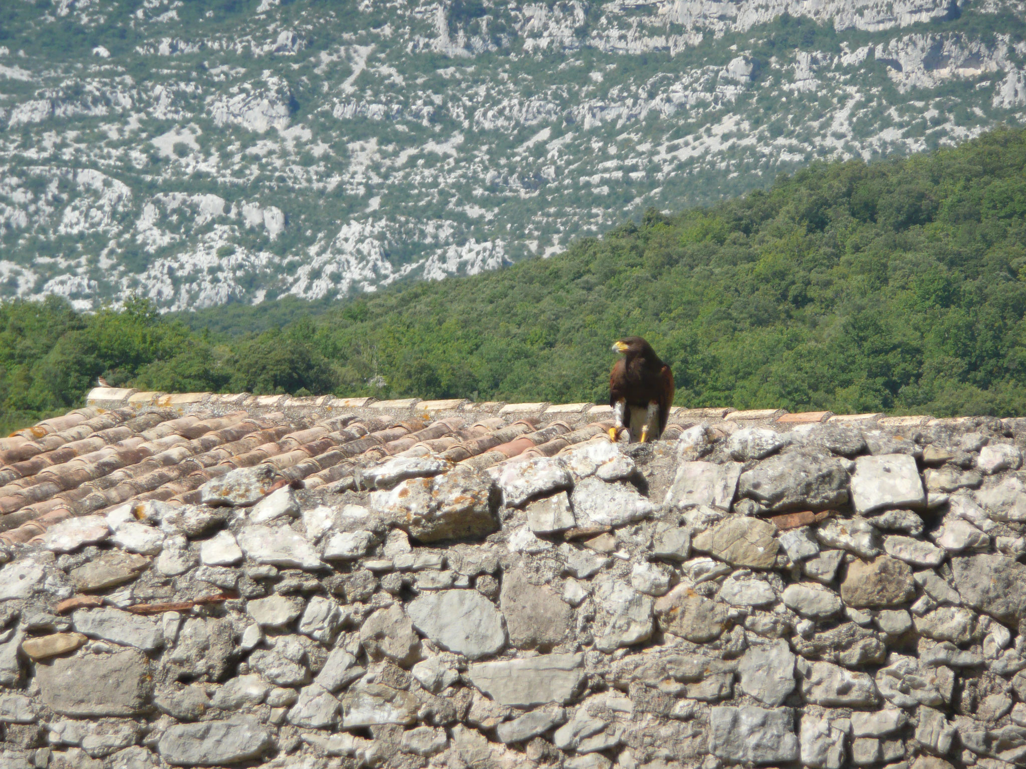 le fauconnier et ses oiseaux au château de Baulx