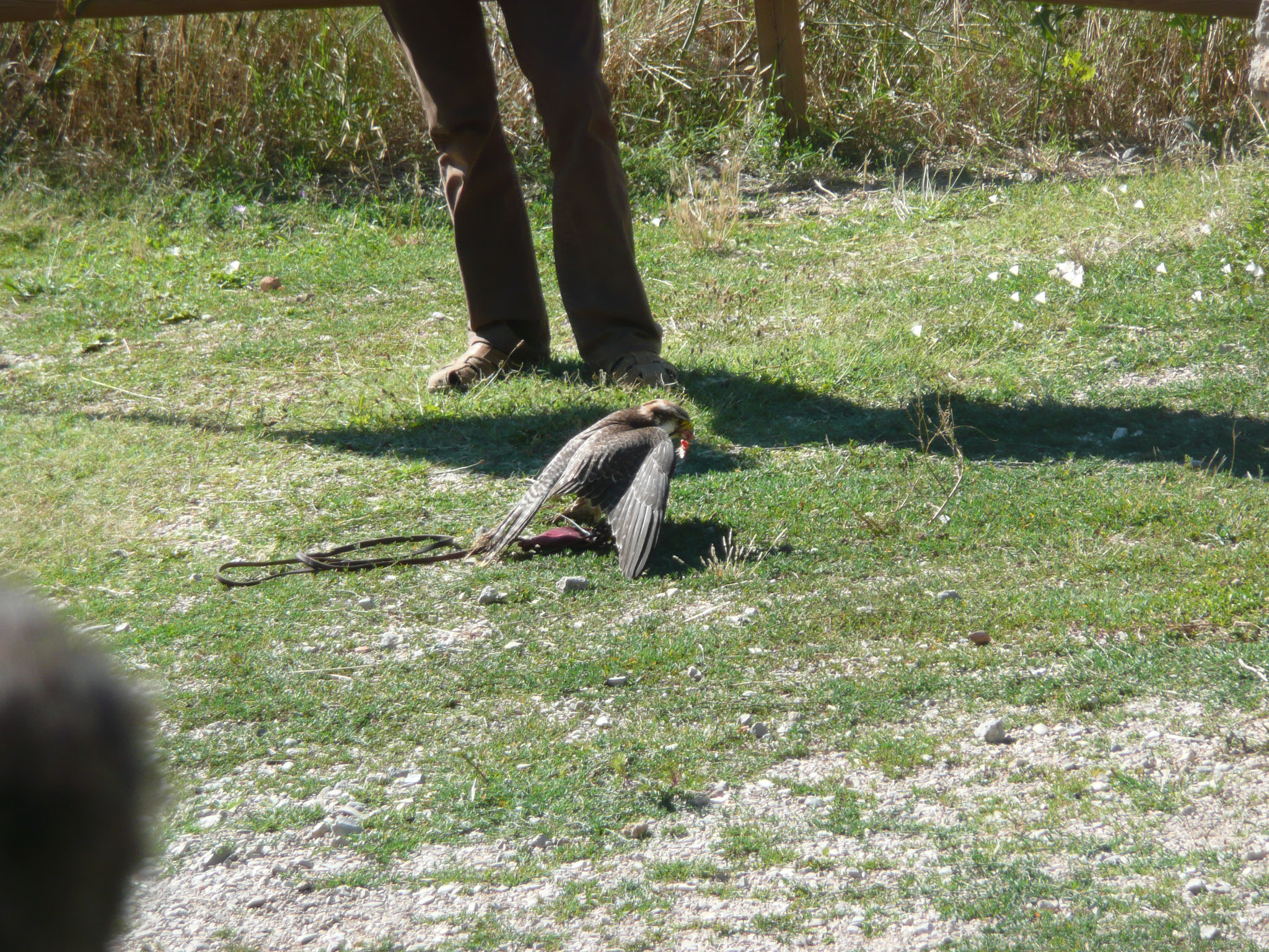 le fauconnier et ses oiseaux au château de Baulx