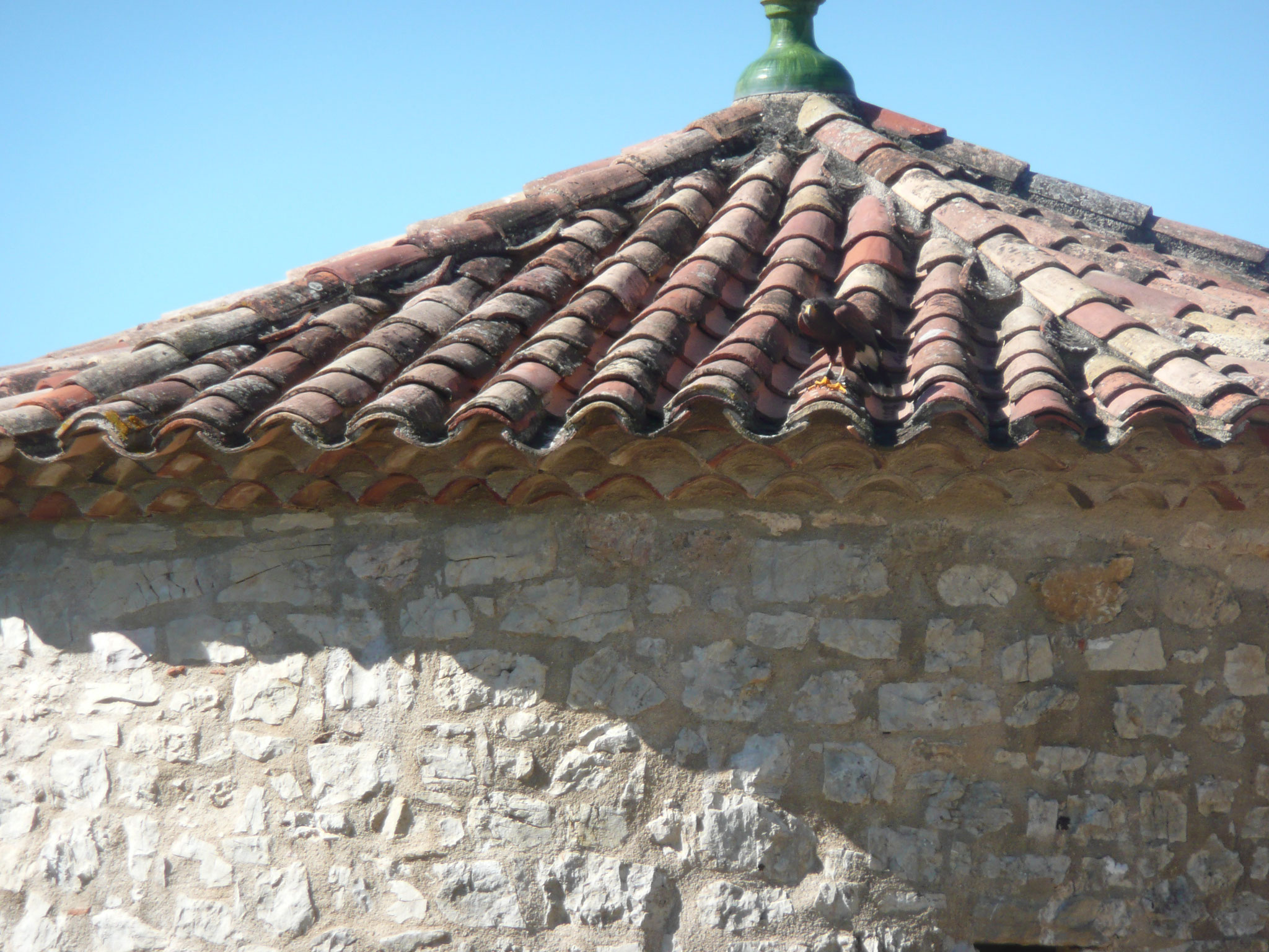 le fauconnier et ses oiseaux au château de Baulx