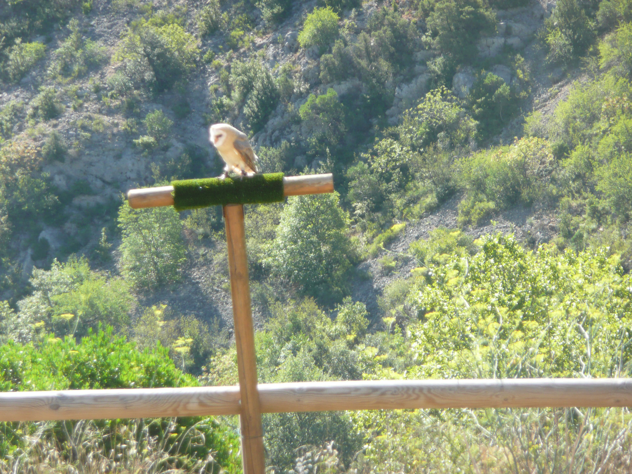 le fauconnier et ses oiseaux au château de Baulx