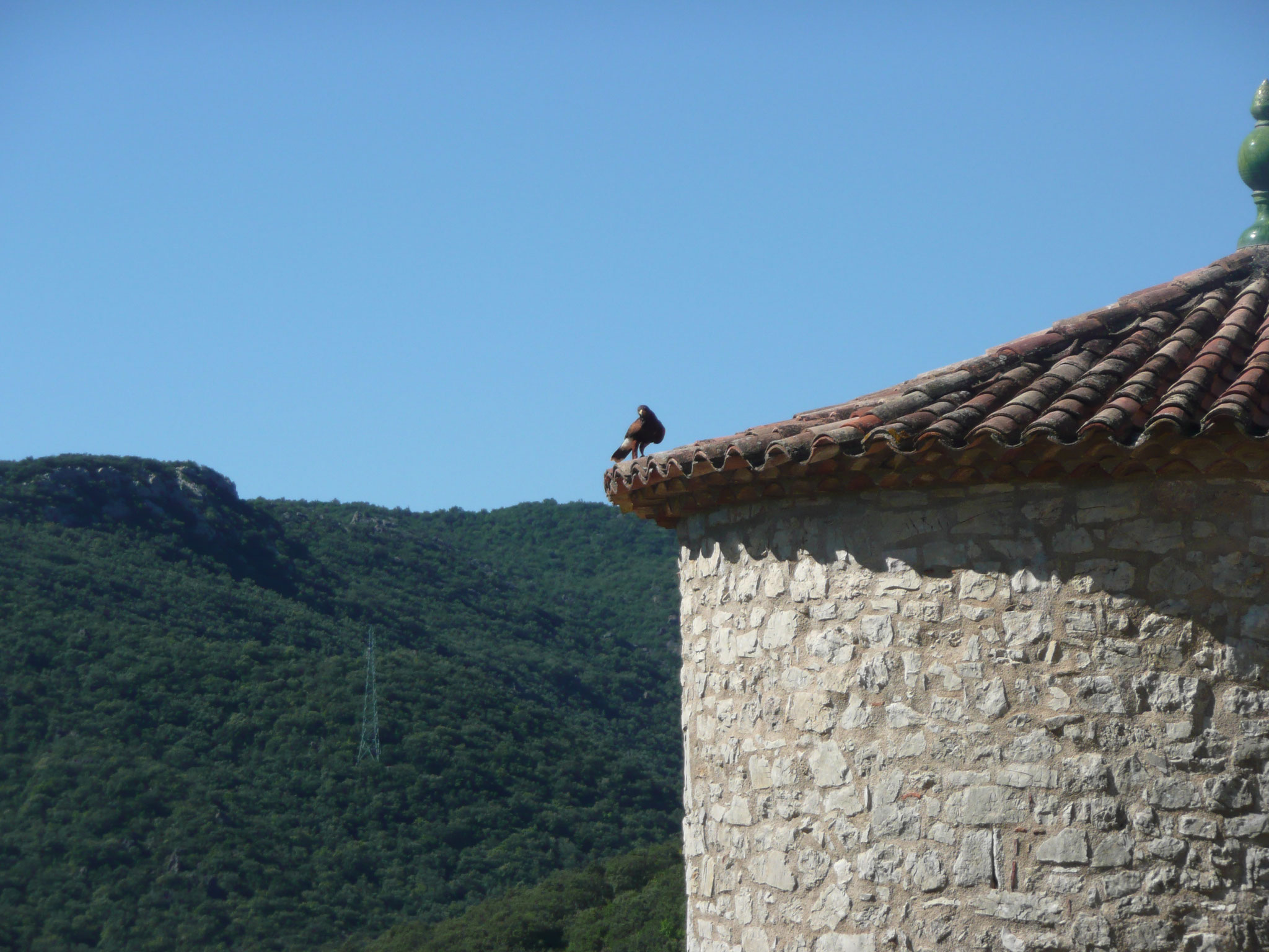 le fauconnier et ses oiseaux au château de Baulx