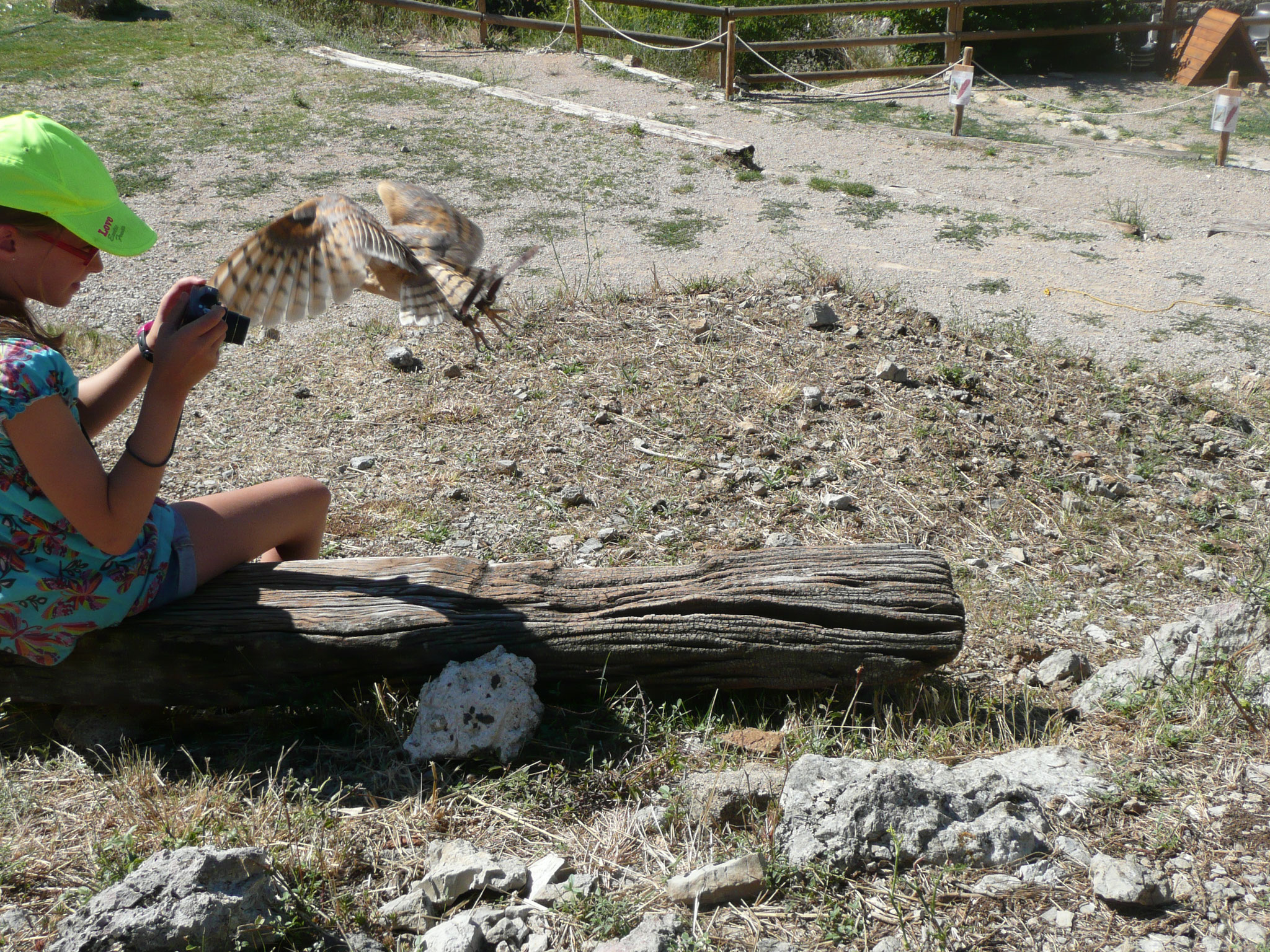 le fauconnier et ses oiseaux au château de Baulx