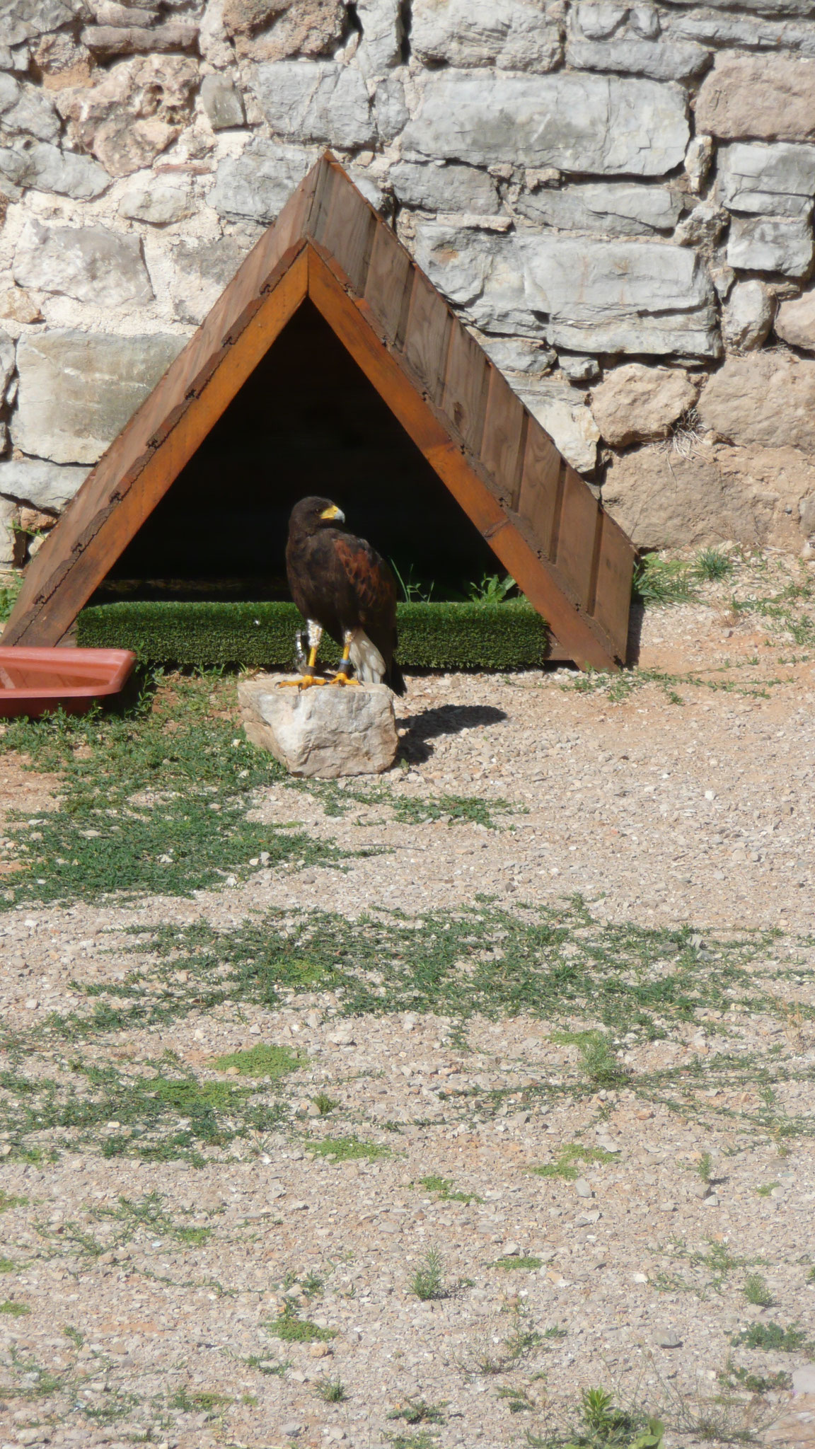 le fauconnier et ses oiseaux au château de Baulx