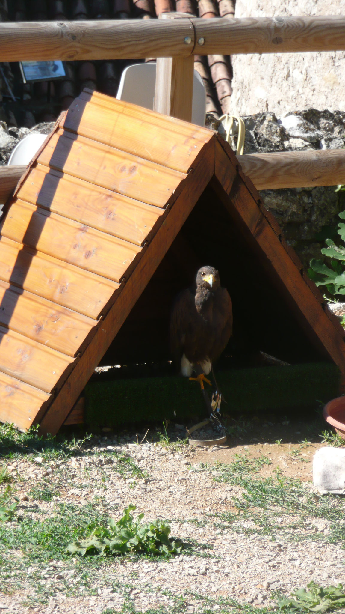 le fauconnier et ses oiseaux au château de Baulx