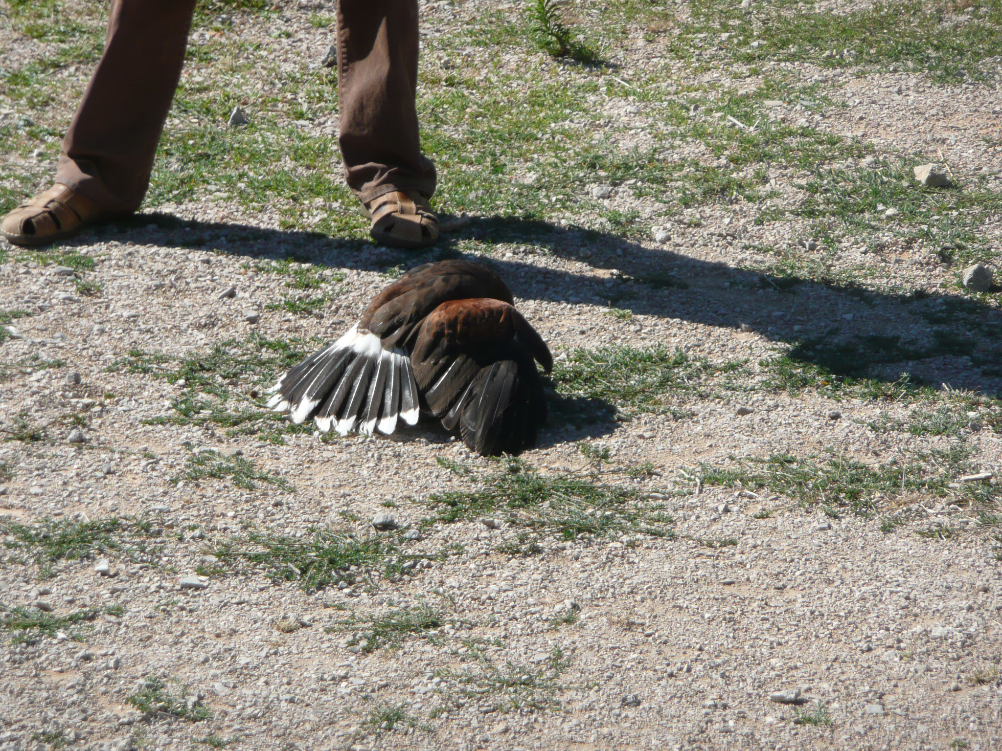 le fauconnier et ses oiseaux au château de Baulx