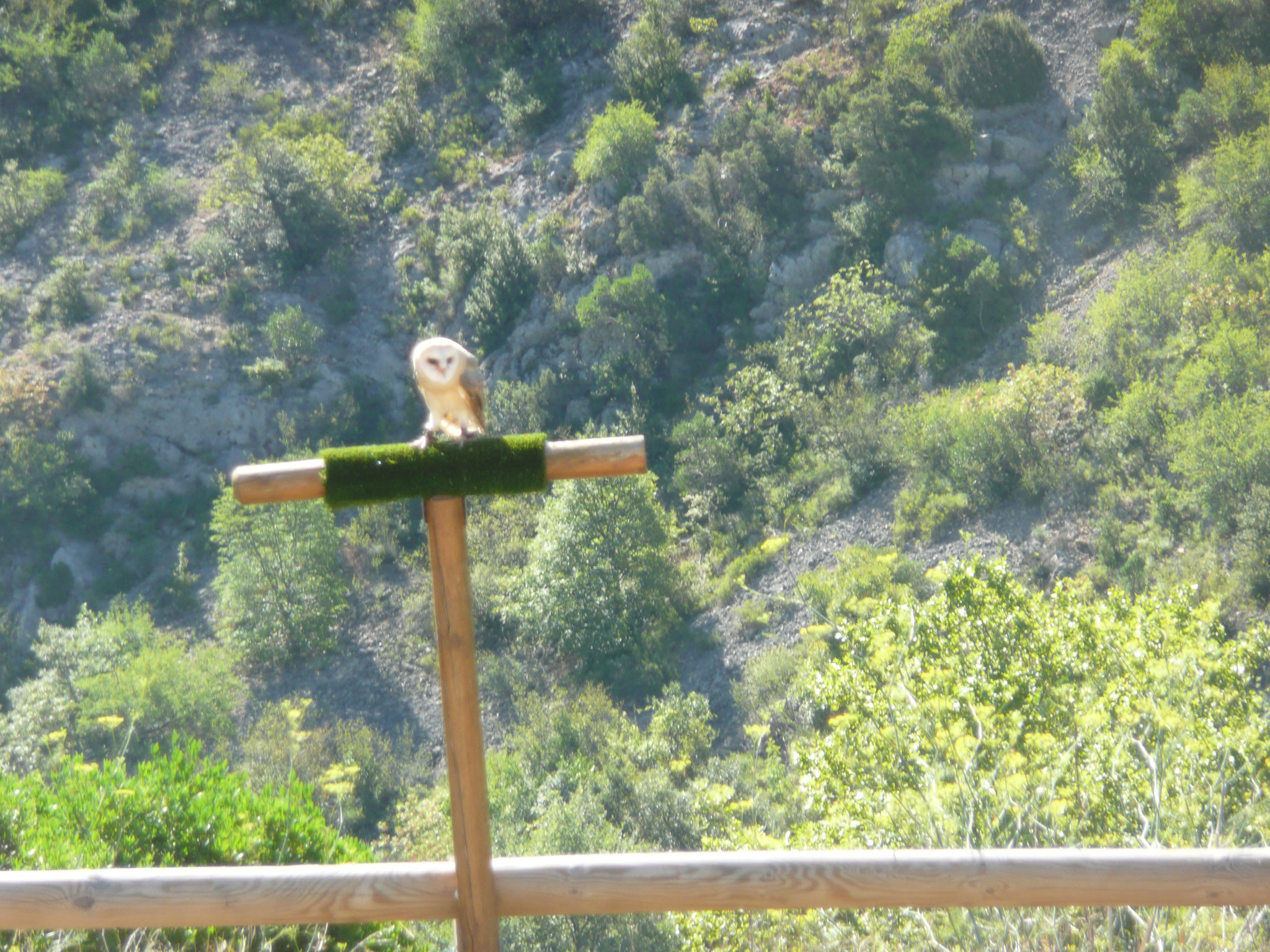 le fauconnier et ses oiseaux au château de Baulx