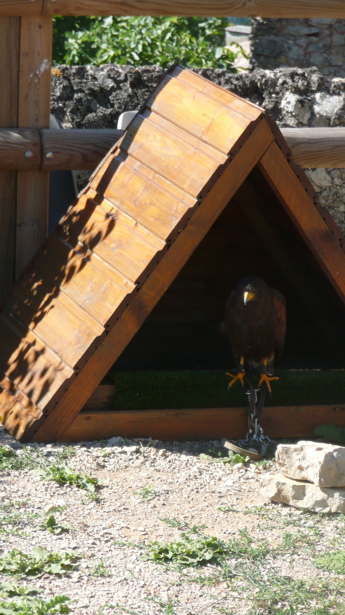 le fauconnier et ses oiseaux au château de Baulx