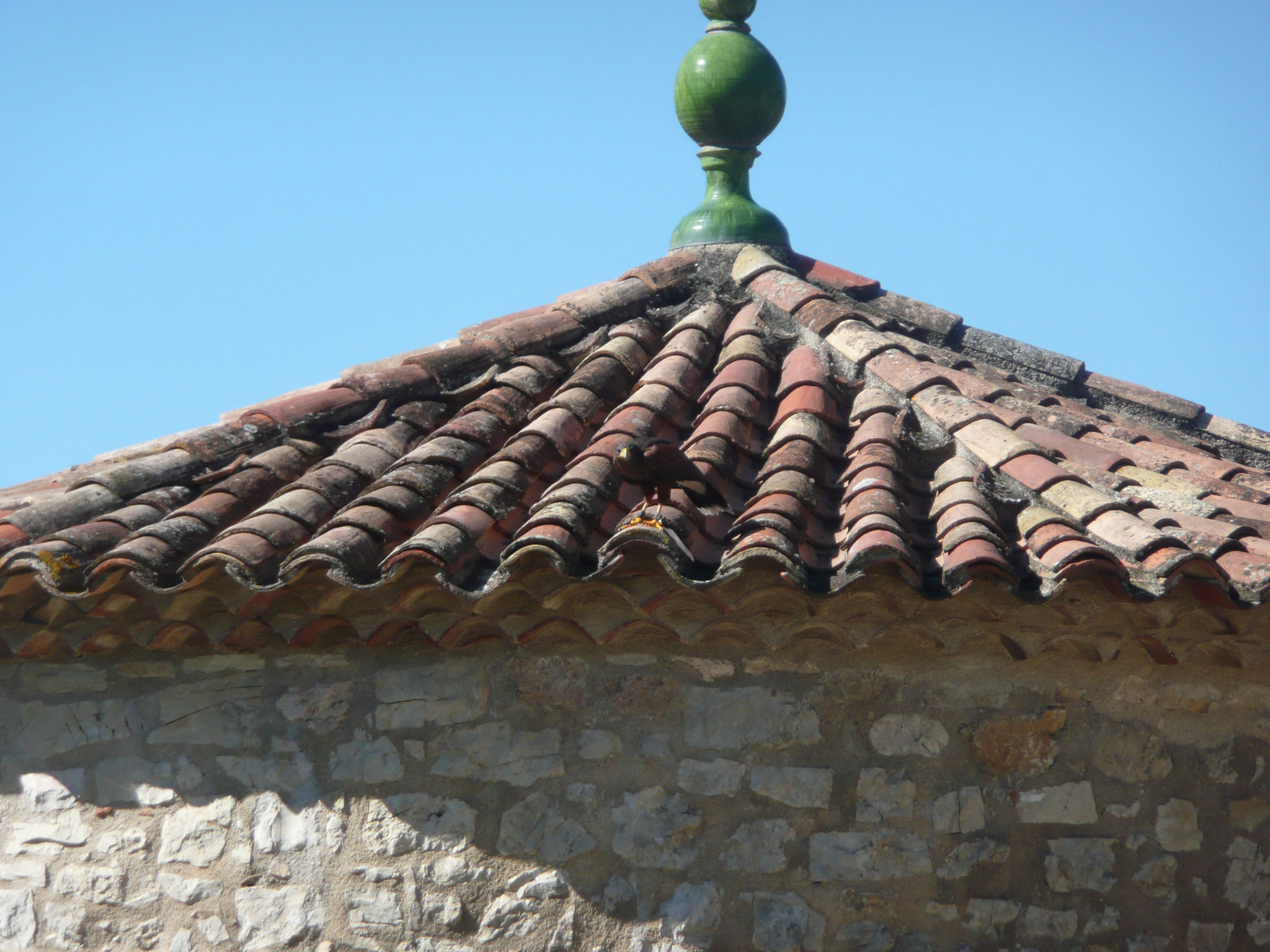 le fauconnier et ses oiseaux au château de Baulx