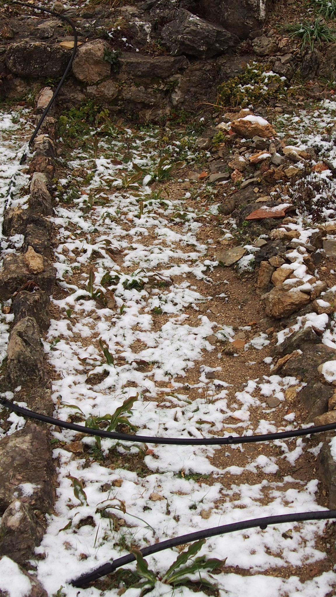 Nos Lys résistent bien au froid