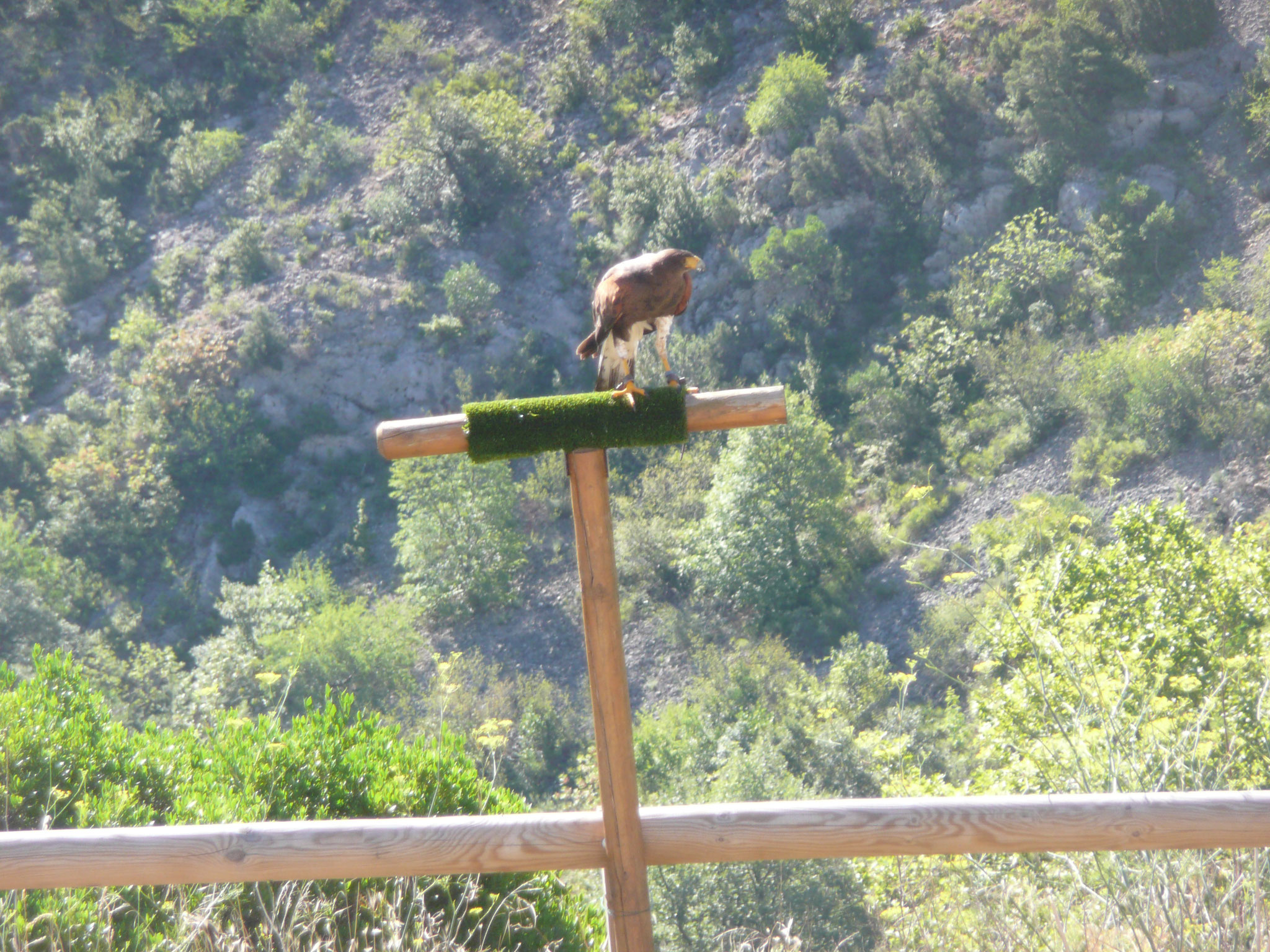 le fauconnier et ses oiseaux au château de Baulx