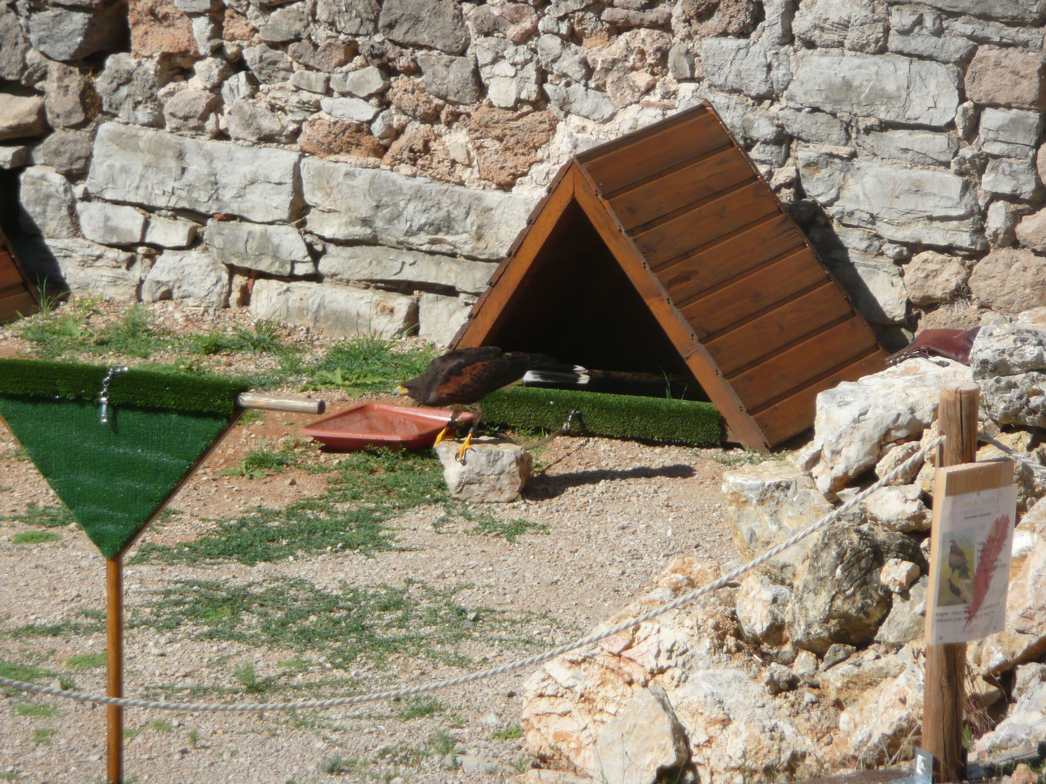 le fauconnier et ses oiseaux au château de Baulx