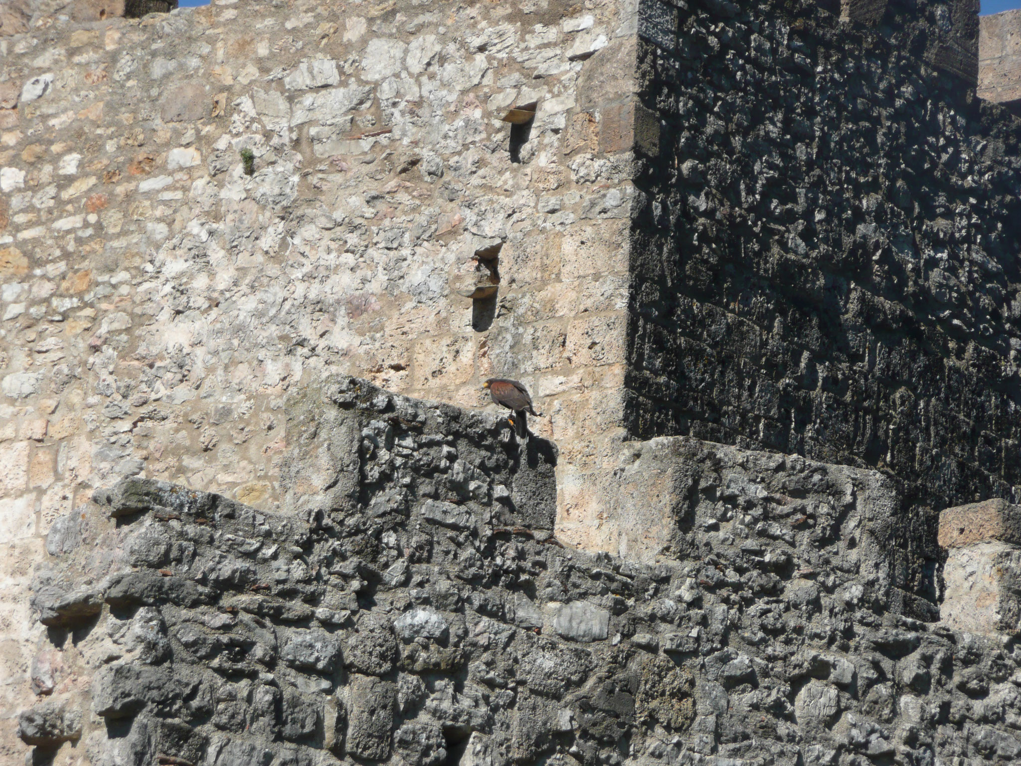 le fauconnier et ses oiseaux au château de Baulx