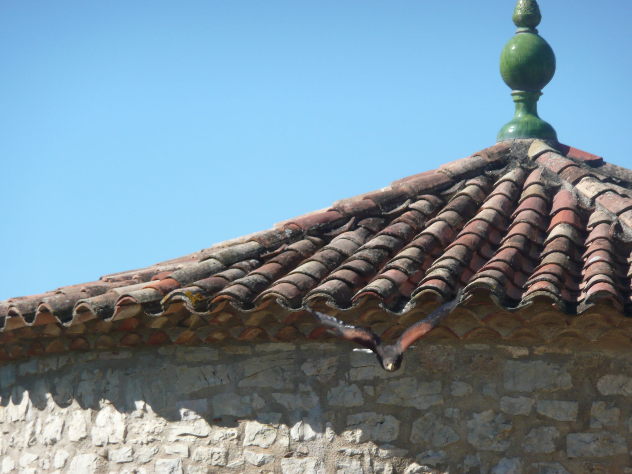 le fauconnier et ses oiseaux au château de Baulx