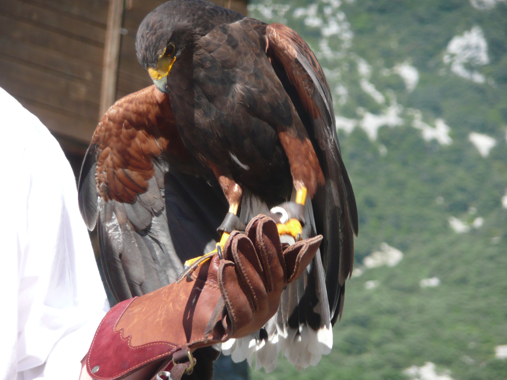 le fauconnier et ses oiseaux au château de Baulx
