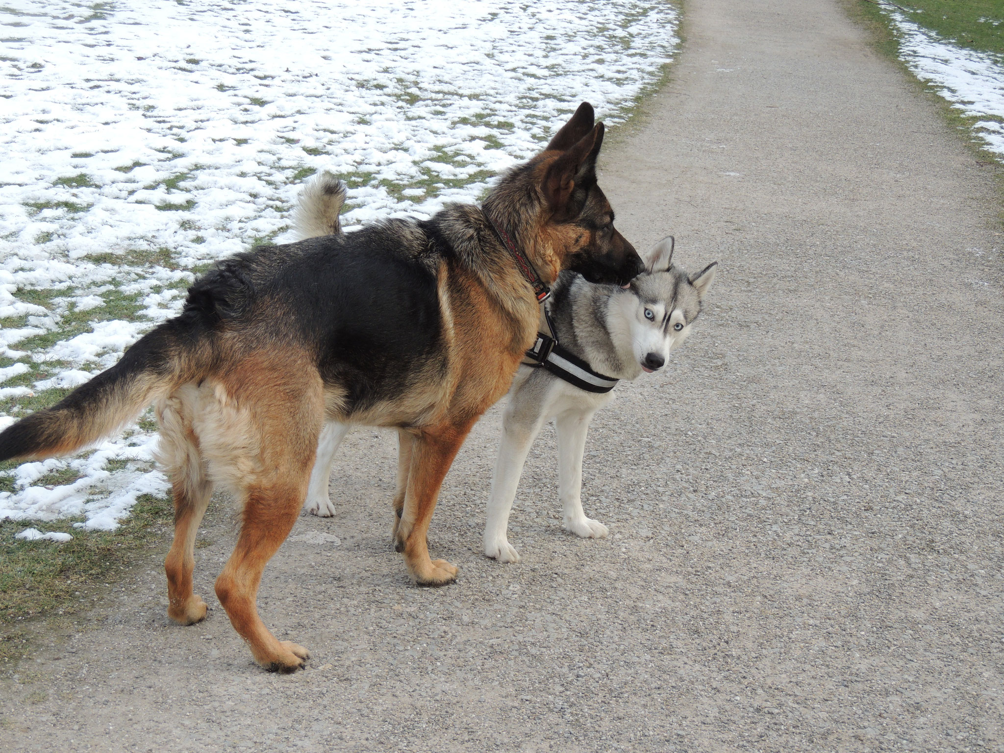 Nala als Therapiehund für Hunde mit sozialen Defiziten