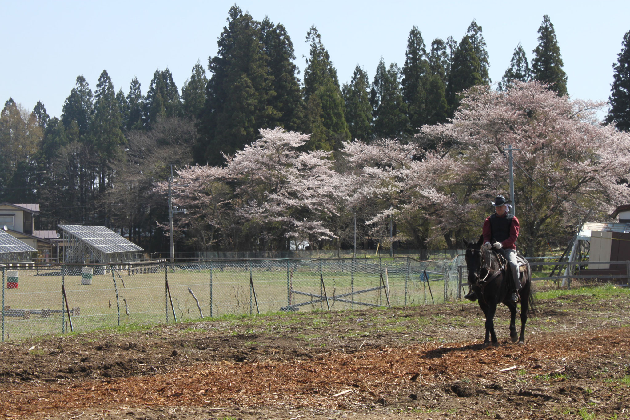 春：場内の桜をみながら乗馬