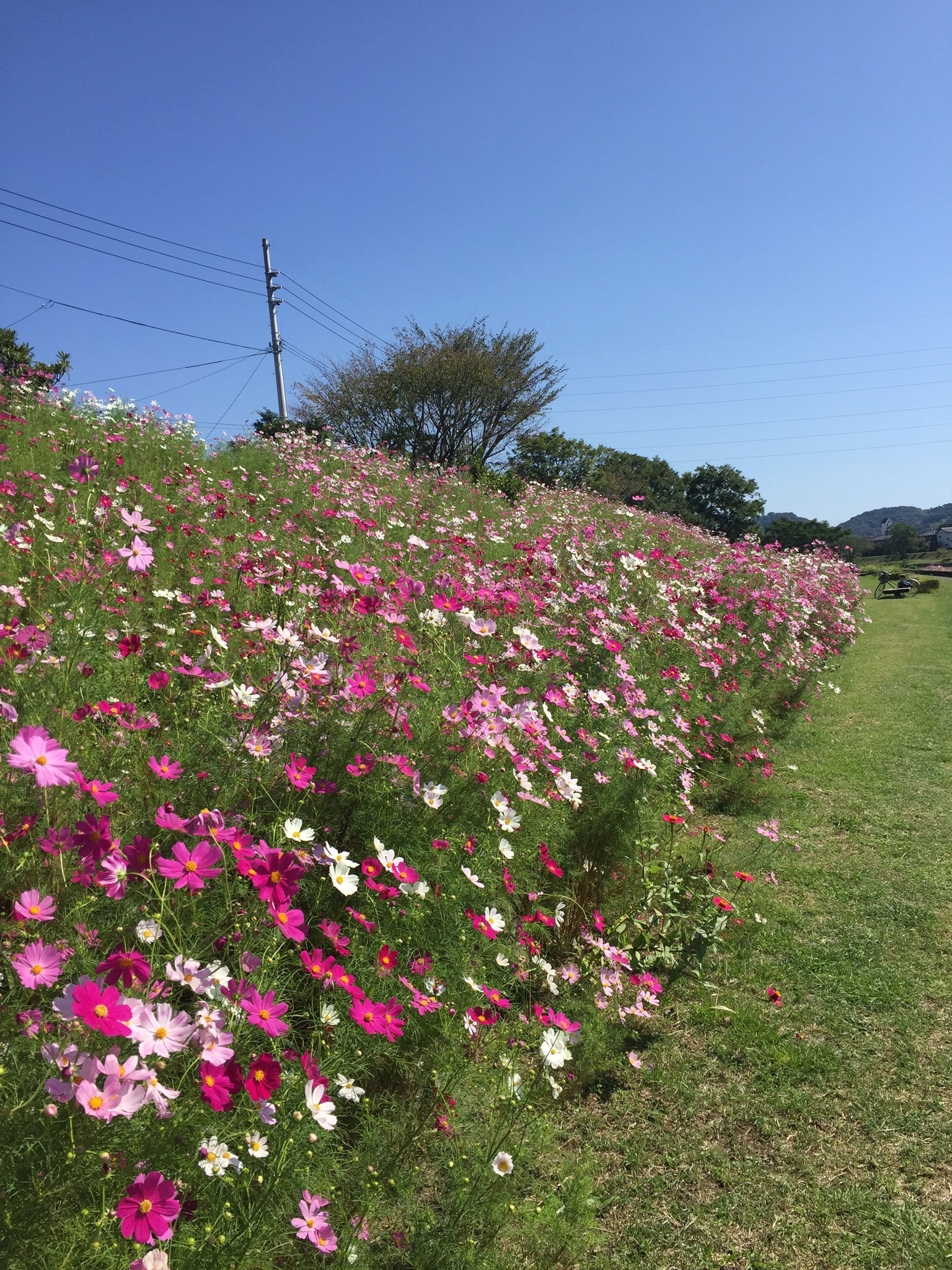 川沿いにはコスモスも。