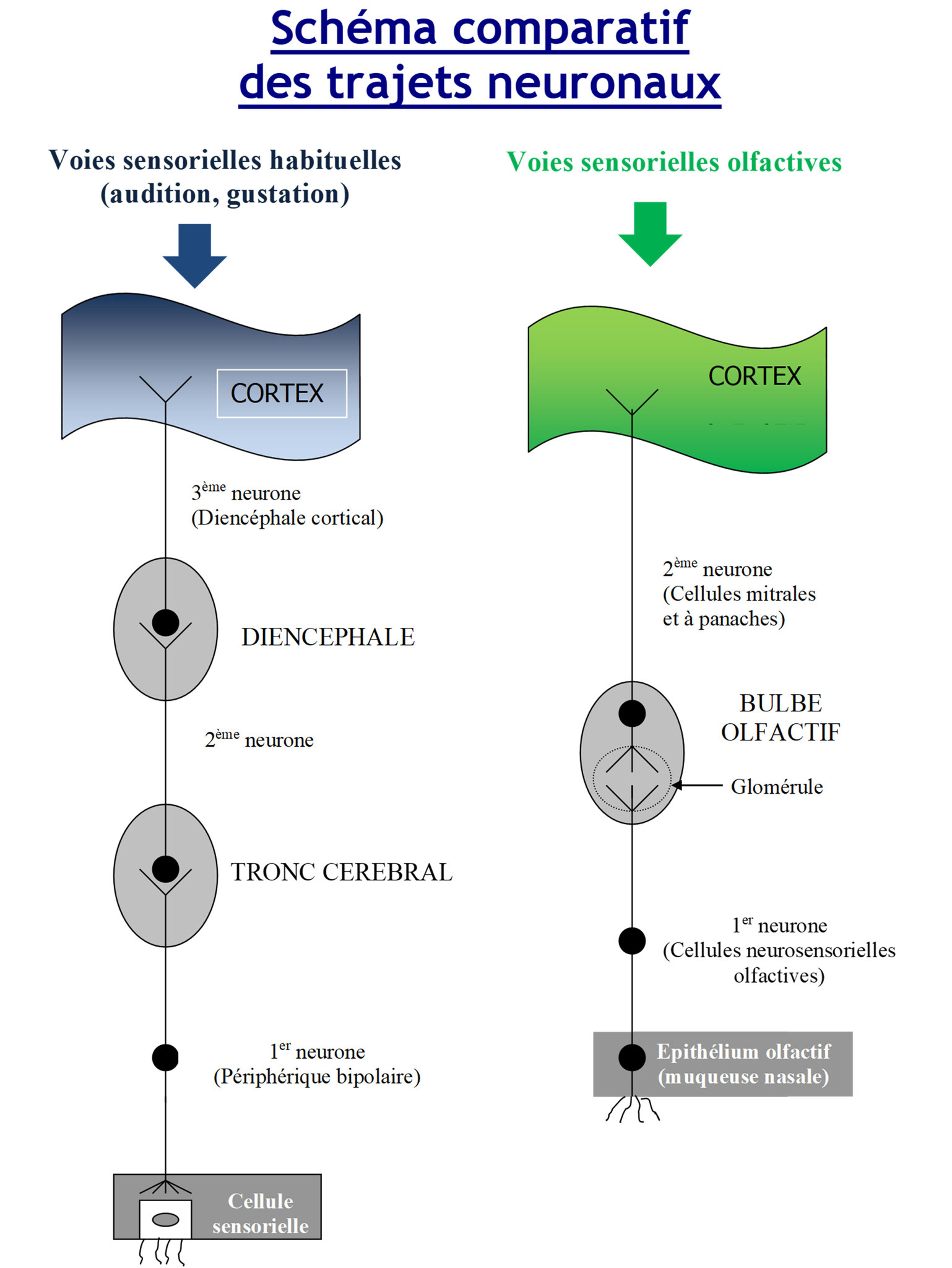 Olfactothérapie - Schéma comparatif des trajets neuronaux