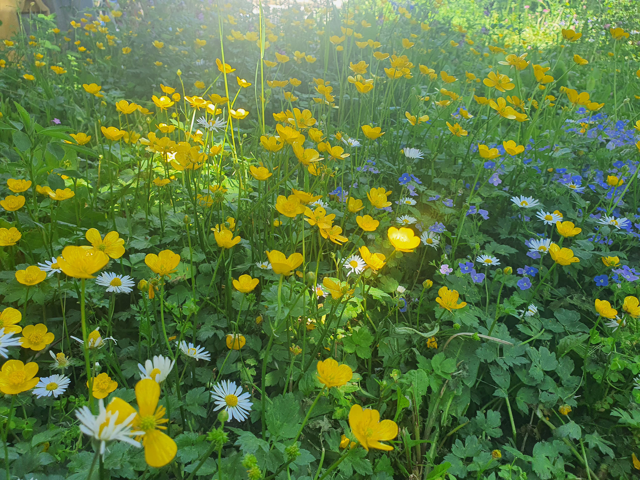 Gänseblümchen, Hahnenfuß, Ehrenpreis (?)