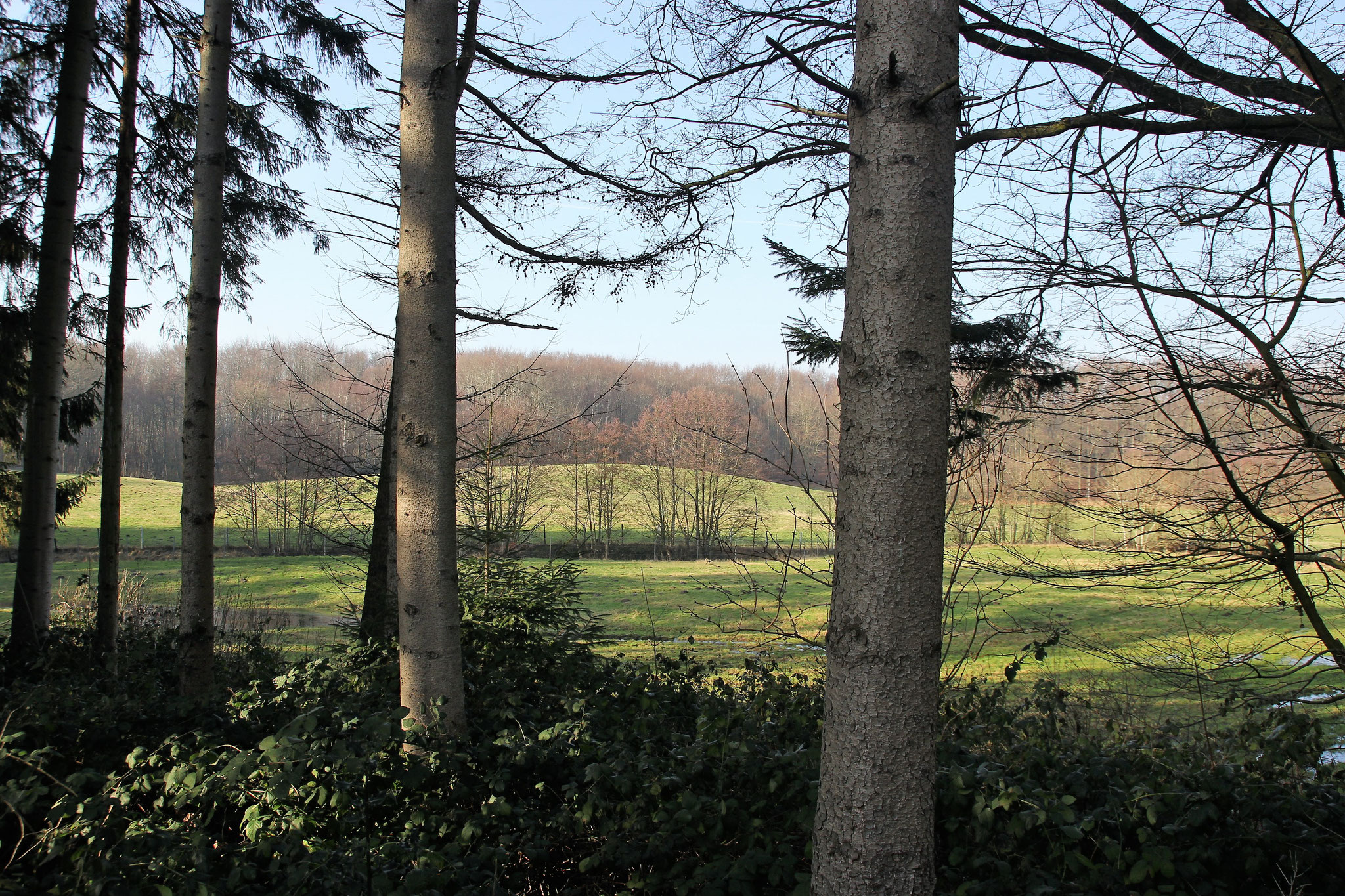 Blick in die Auenlandschaft