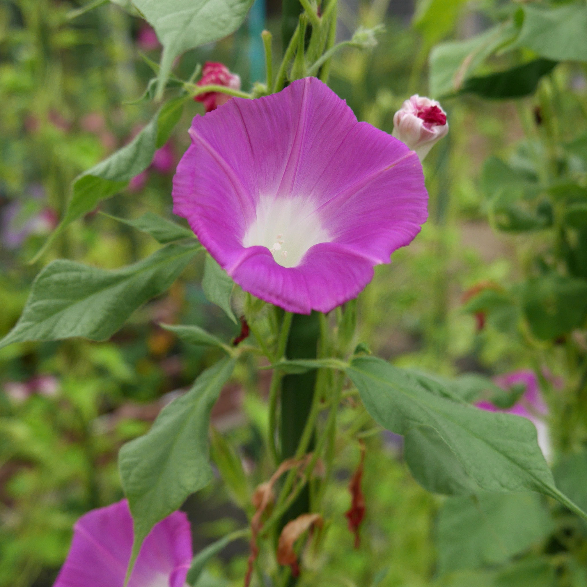 G0541