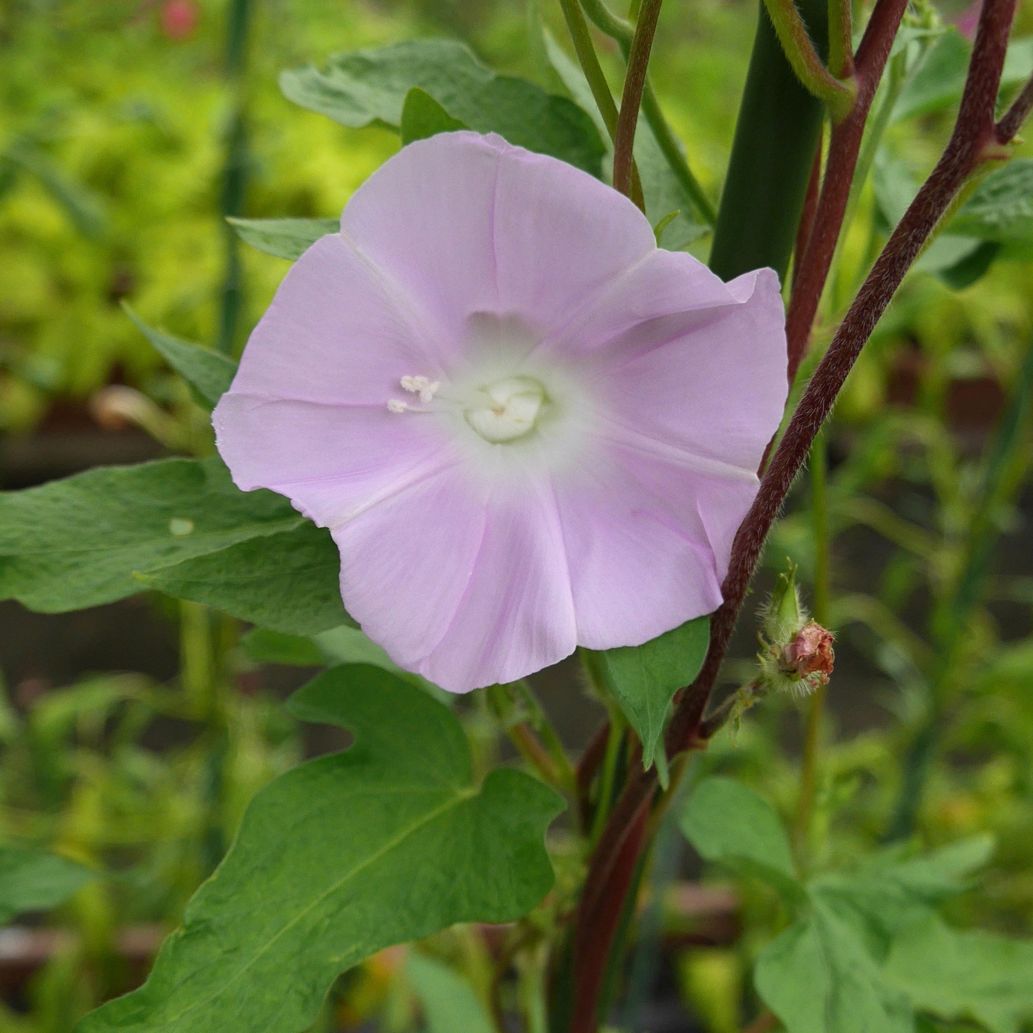 G0522