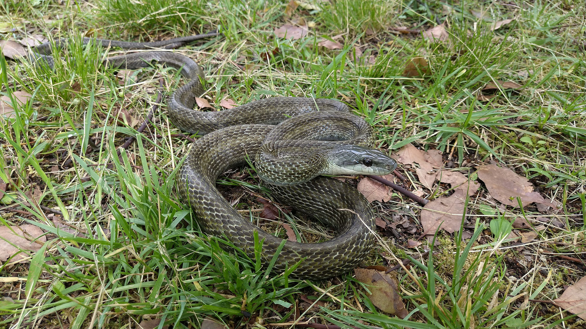 アオダイショウ