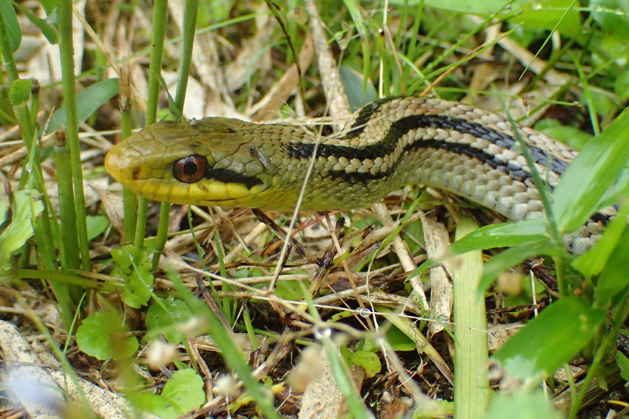 シマヘビ