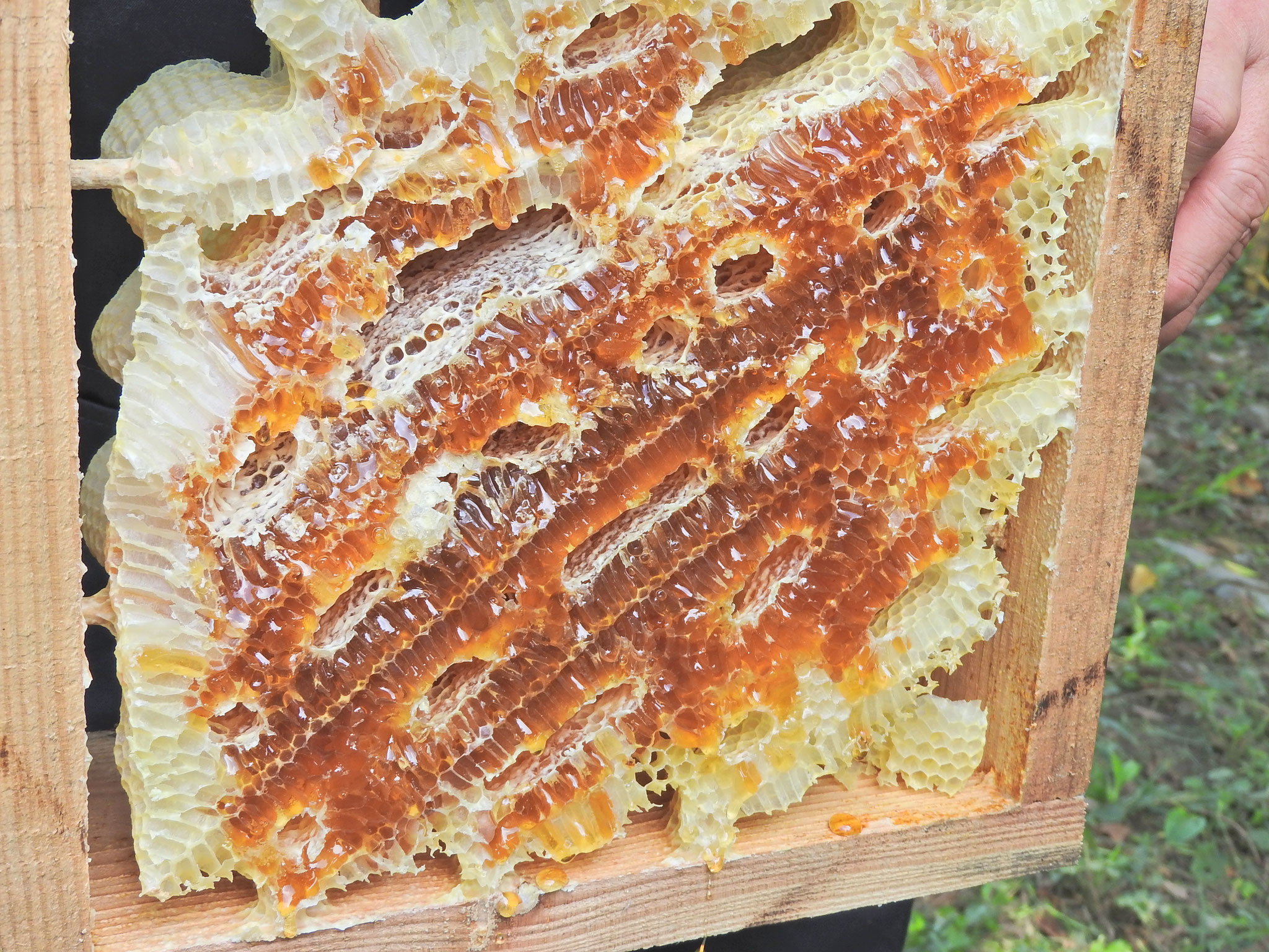 巣箱から取り出した蜂蜜
