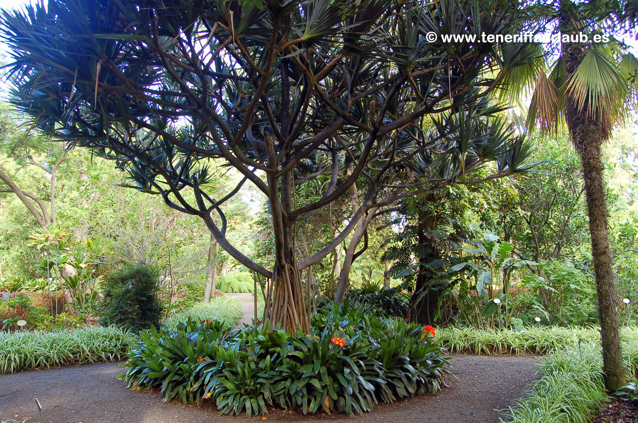 El Botanico Puerto de la Cruz Reiseführer Teneriffa