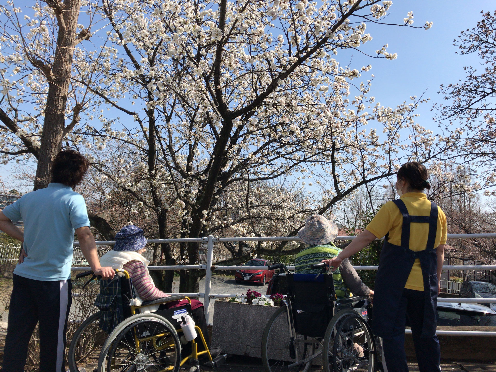 お花見まつり