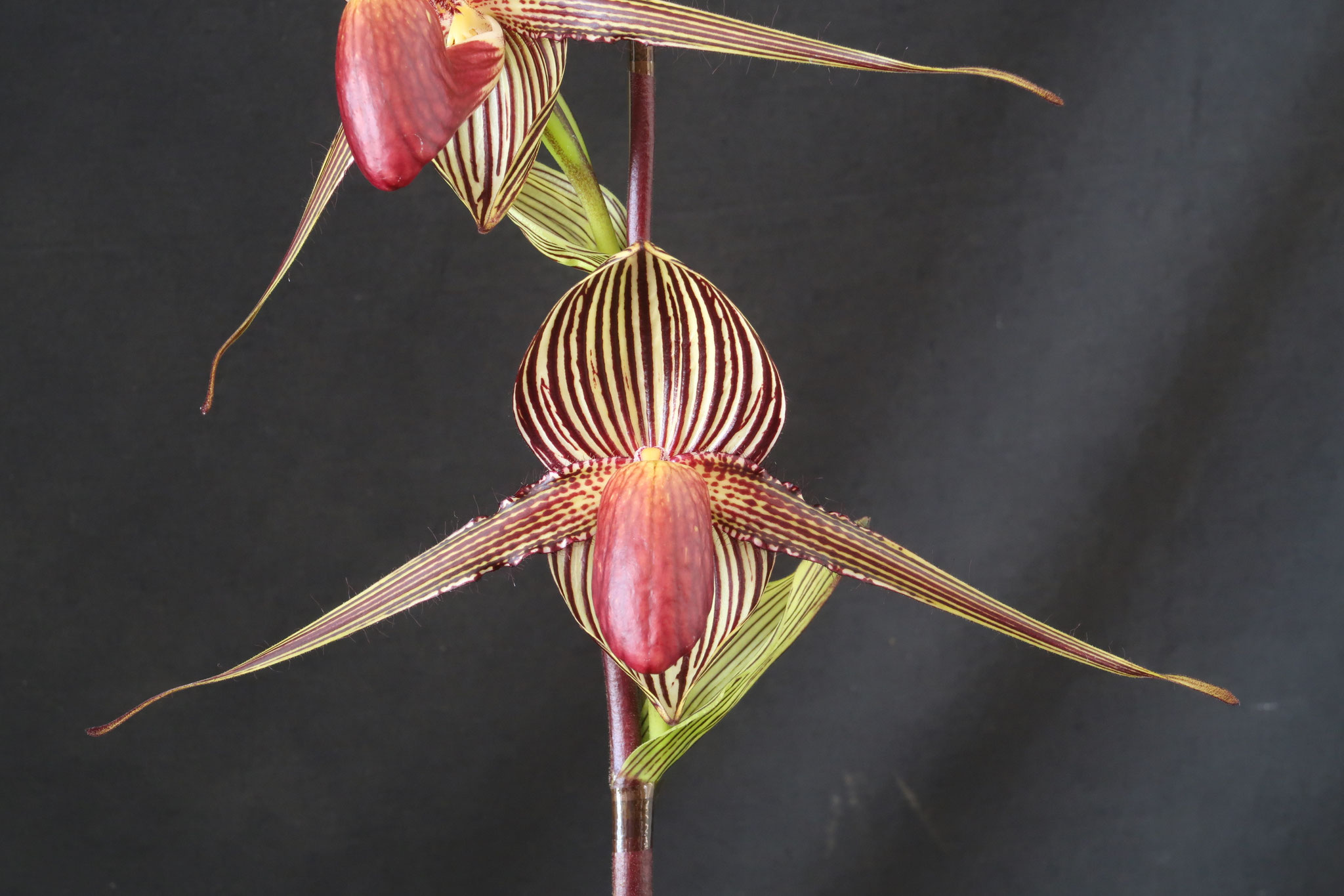 アロマ スペシャルハイブリッド 子株 アロマ スペシャルハイブリッド 子株 アロマ スペシャルハイブリッド 子株